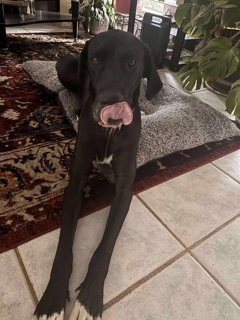 Becky Rose, an adoption pending Great Dane in Houston, TX image 4/4