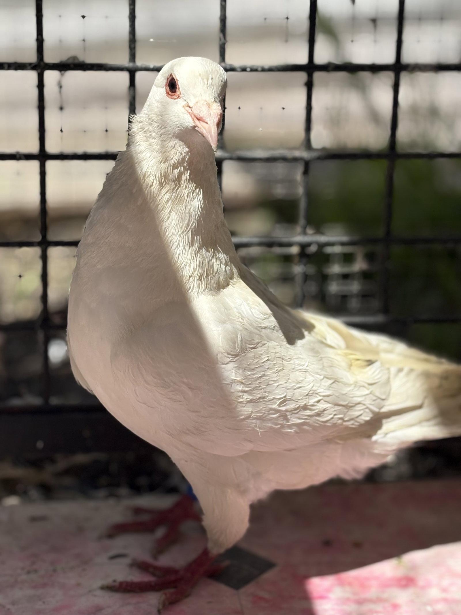Yerba Mate, Adoptable, Young Male Pigeon.
