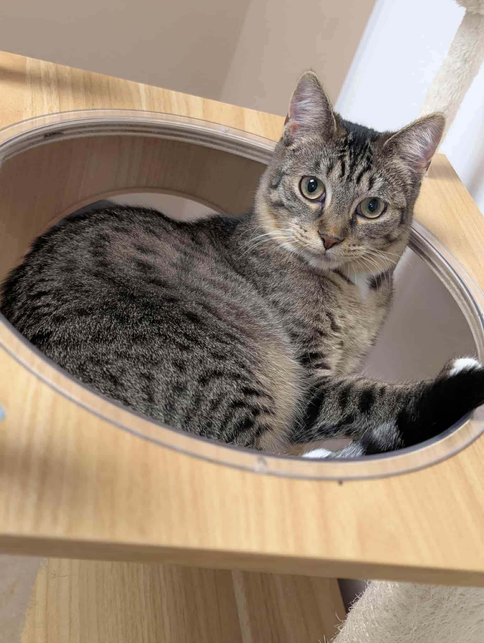 Enlarge Annabelle, a Adoptable Domestic Short Hair in Rochester, NY image 2/3