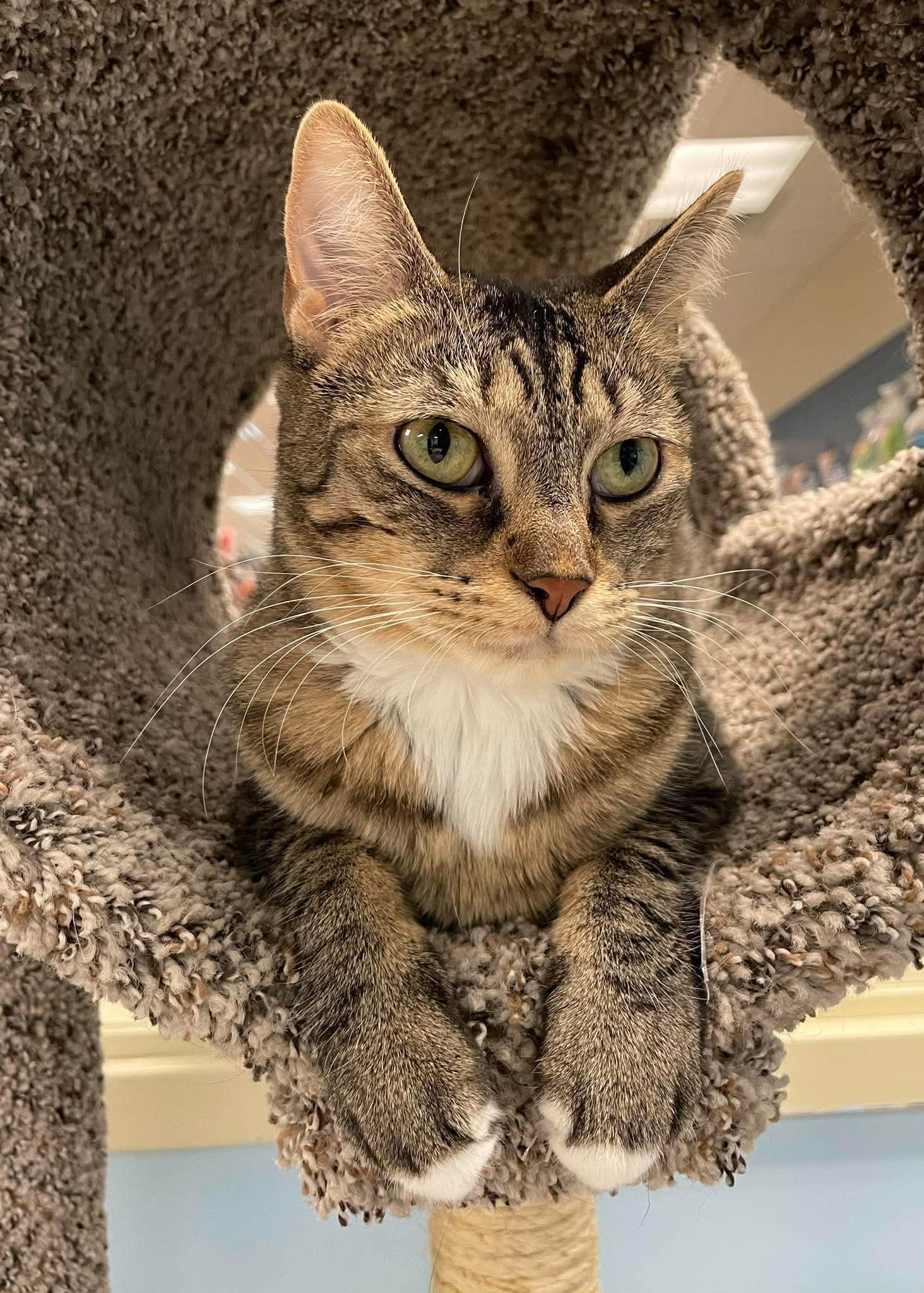 Annabelle, a Adoptable Domestic Short Hair in Rochester, NY image 1/5