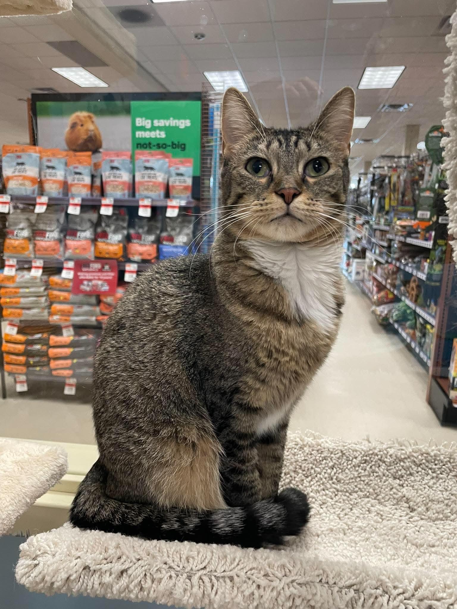 Annabelle, a Adoptable Domestic Short Hair in Rochester, NY image 4/5