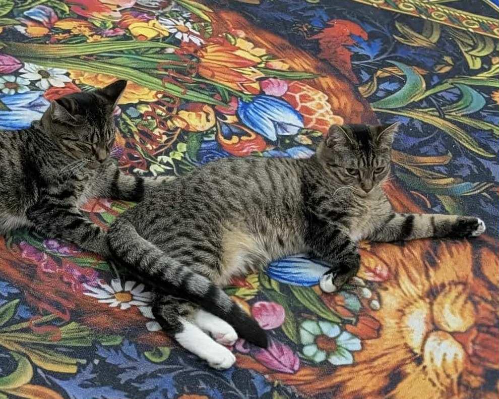 Enlarge Annabelle, a Adoptable Domestic Short Hair in Rochester, NY image 3/3