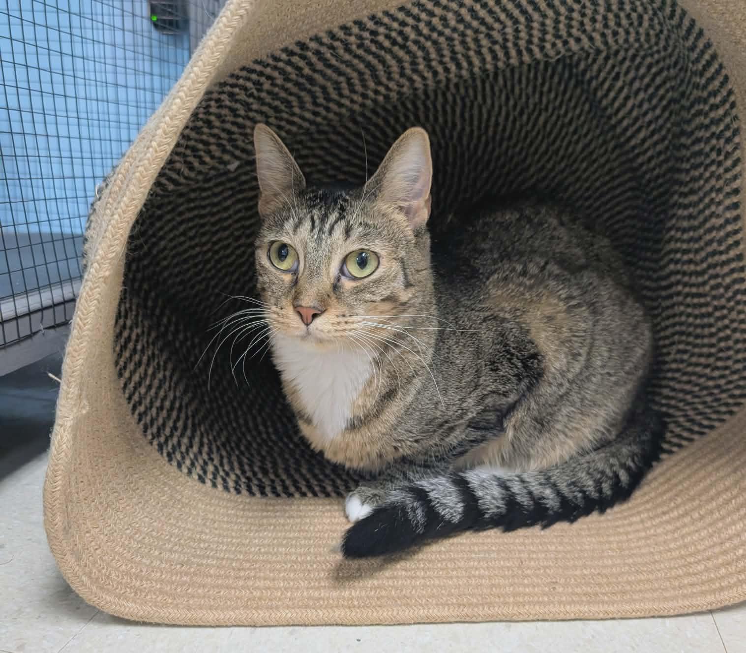 Annabelle, a Adoptable Domestic Short Hair in Rochester, NY image 5/5