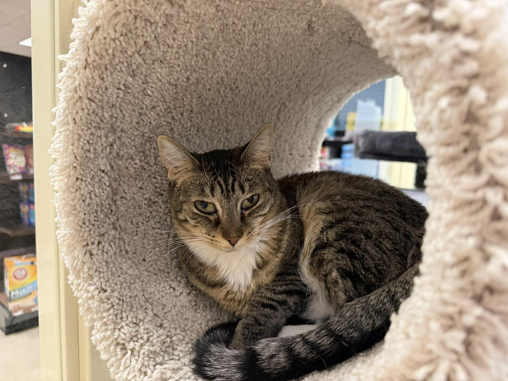 Annabelle, a Adoptable Domestic Short Hair in Rochester, NY image 2/5