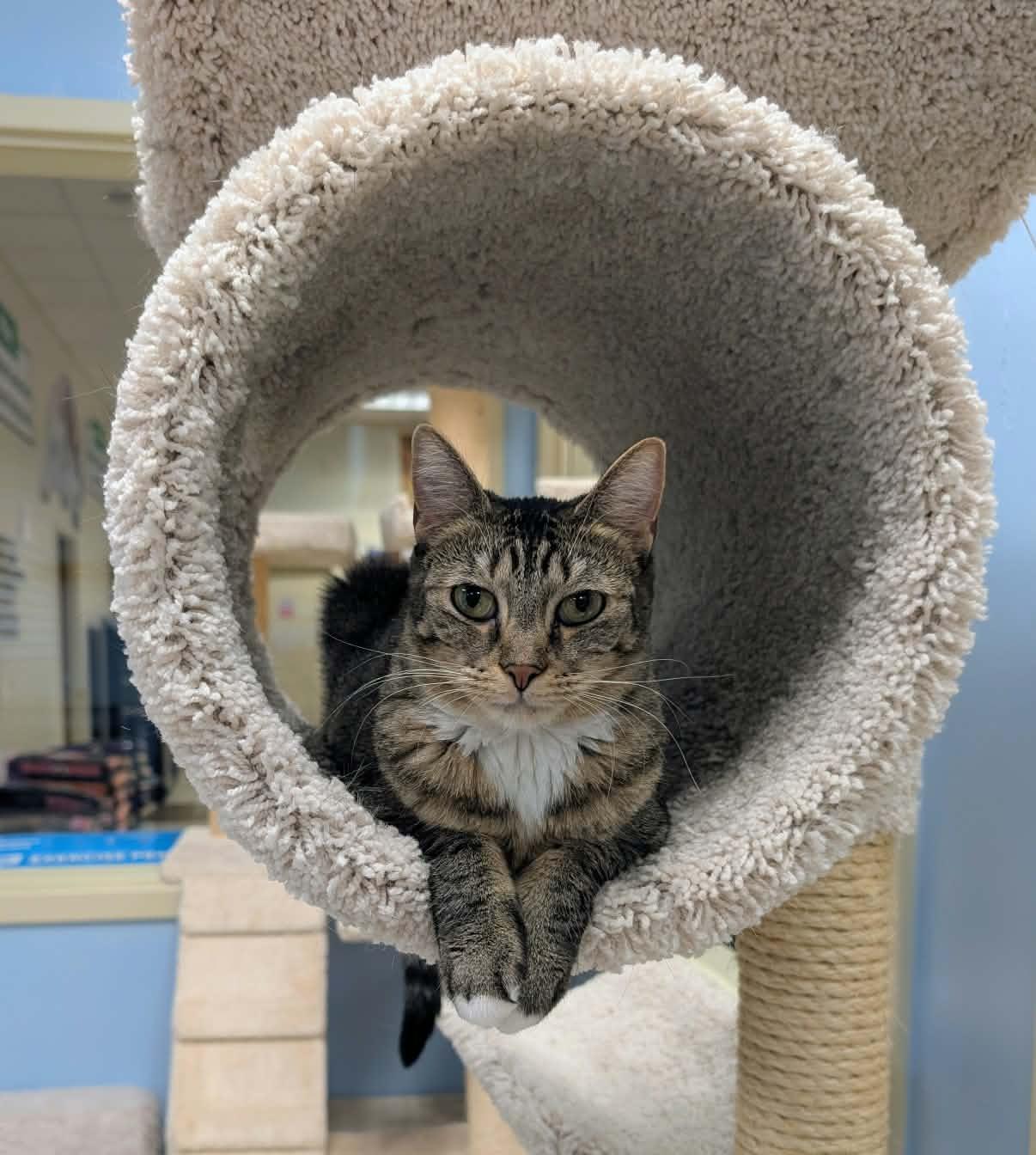 Annabelle, a Adoptable Domestic Short Hair in Rochester, NY image 3/5