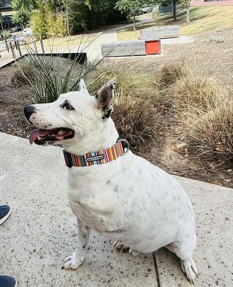Enlarge Pongo, a Adoptable mixed breed in Austin , TX image 2/5