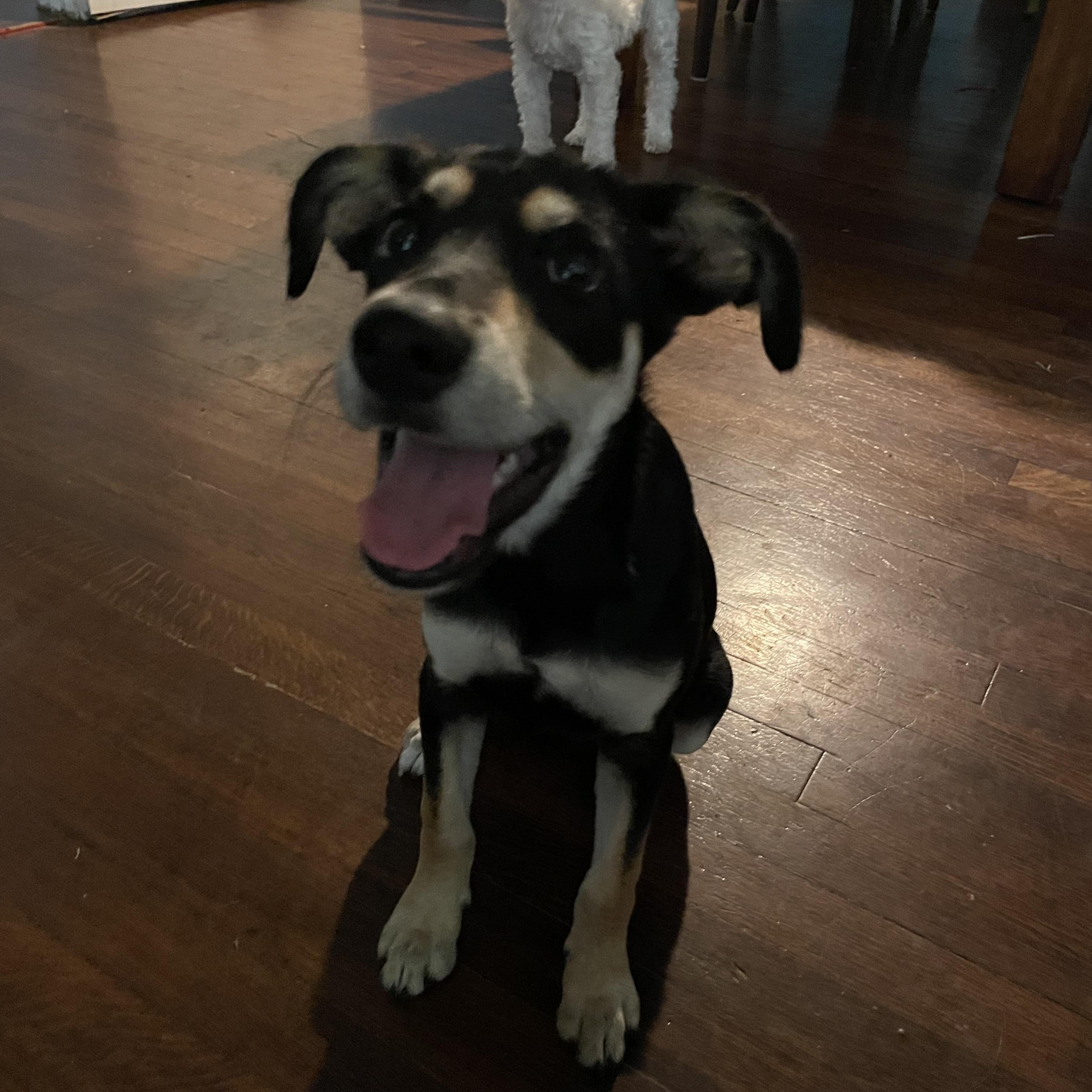 Enlarge Xalli, a Adoptable mixed breed in Billings, MT image 4/6
