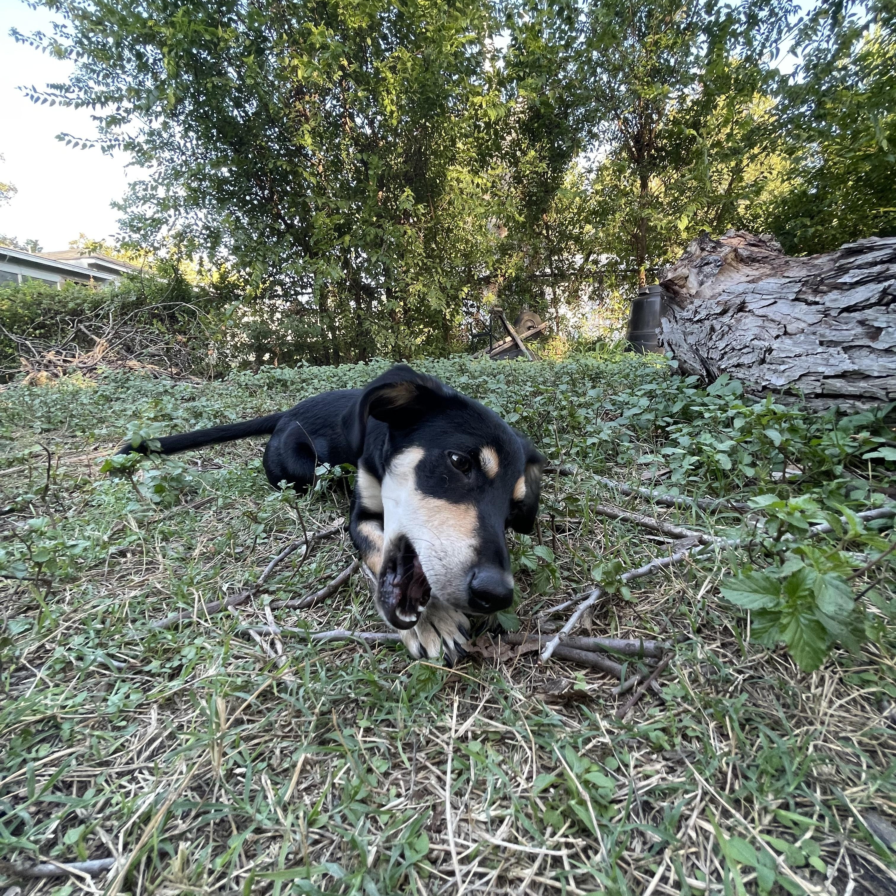 Enlarge Xalli, a Adoptable mixed breed in Billings, MT image 6/6