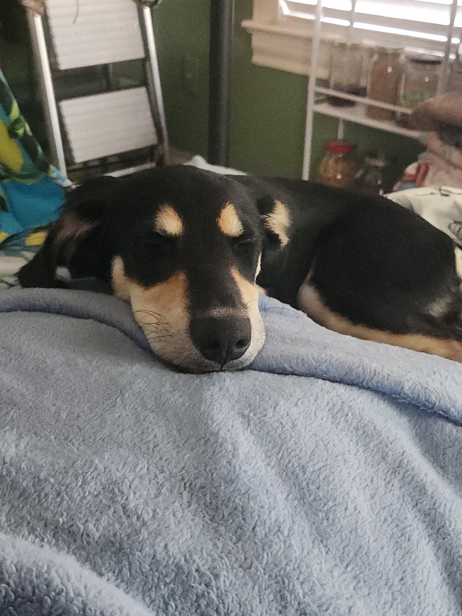 Xalli, Adoptable, Puppy Female Miniature Pinscher.