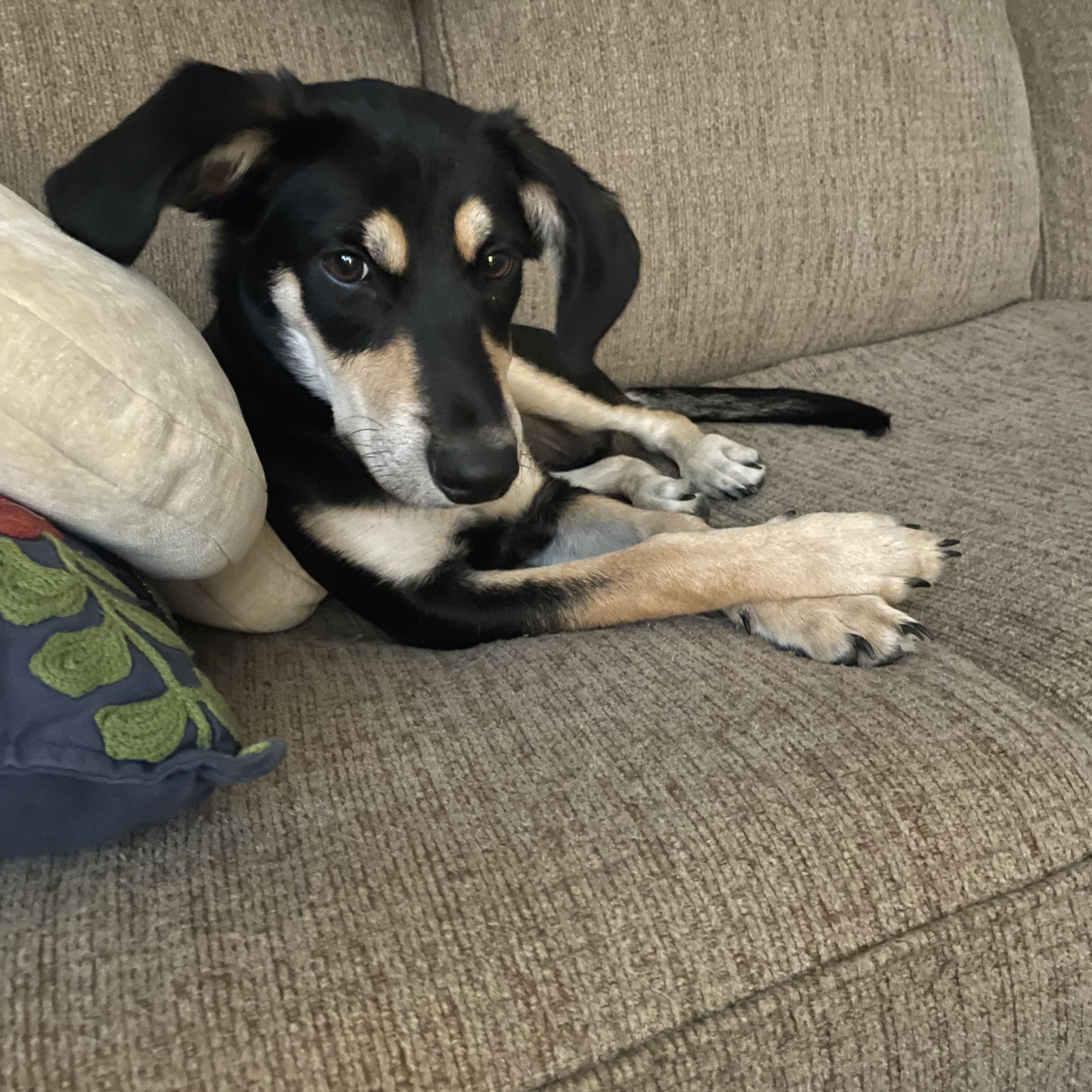 Enlarge Xalli, a Adoptable mixed breed in Billings, MT image 2/6