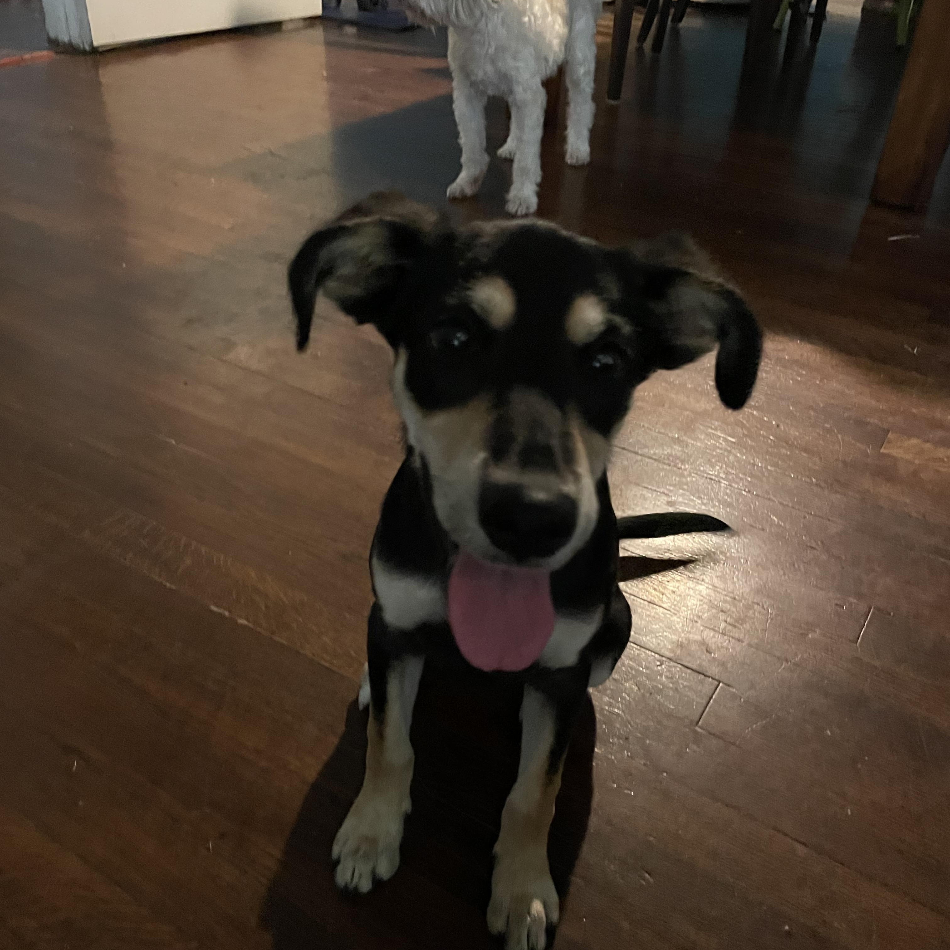 Enlarge Xalli, a Adoptable mixed breed in Billings, MT image 5/6