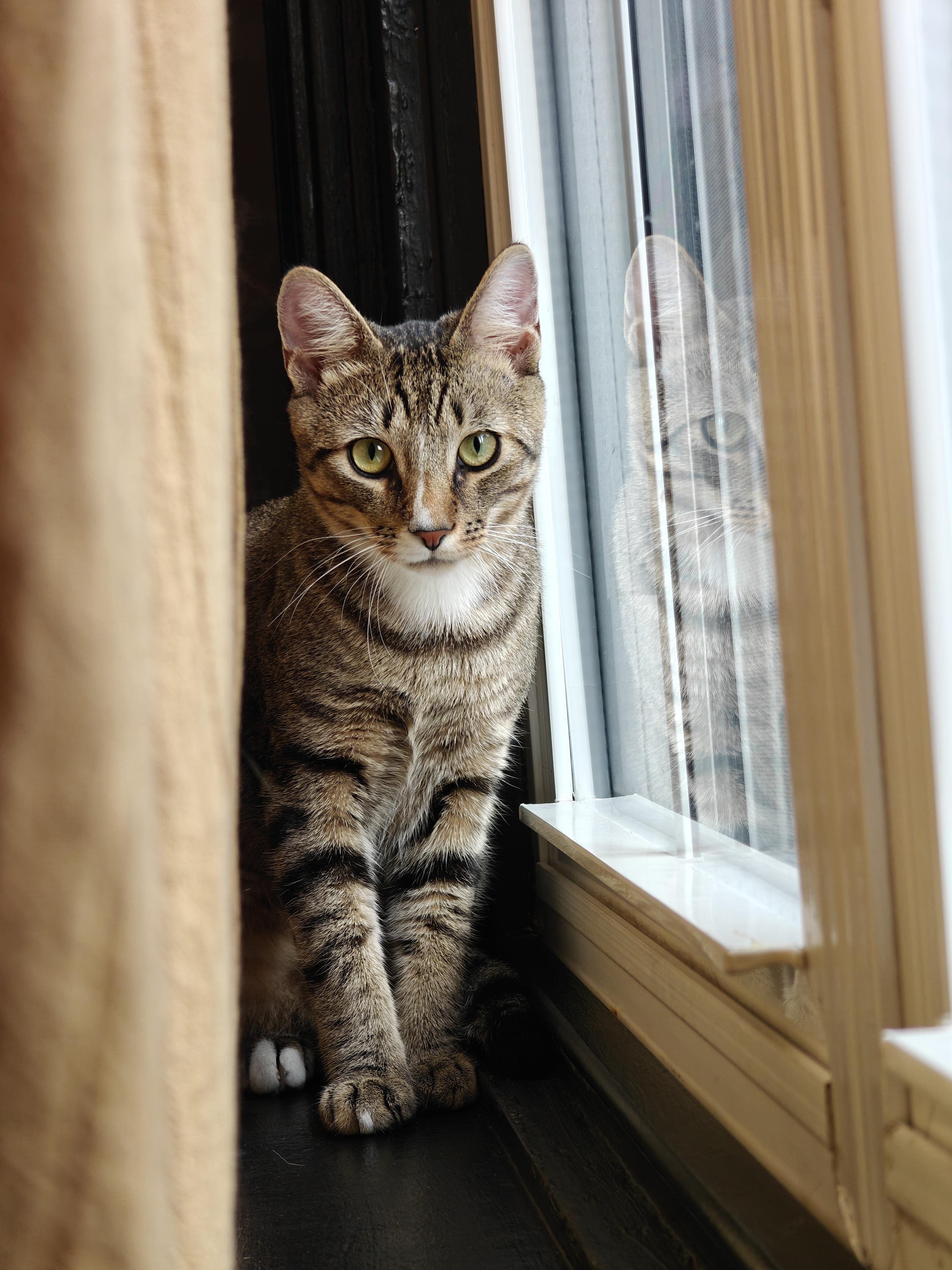Kyle Schwarbpurr, Adoptable, Young Male Tabby & Domestic Short Hair.