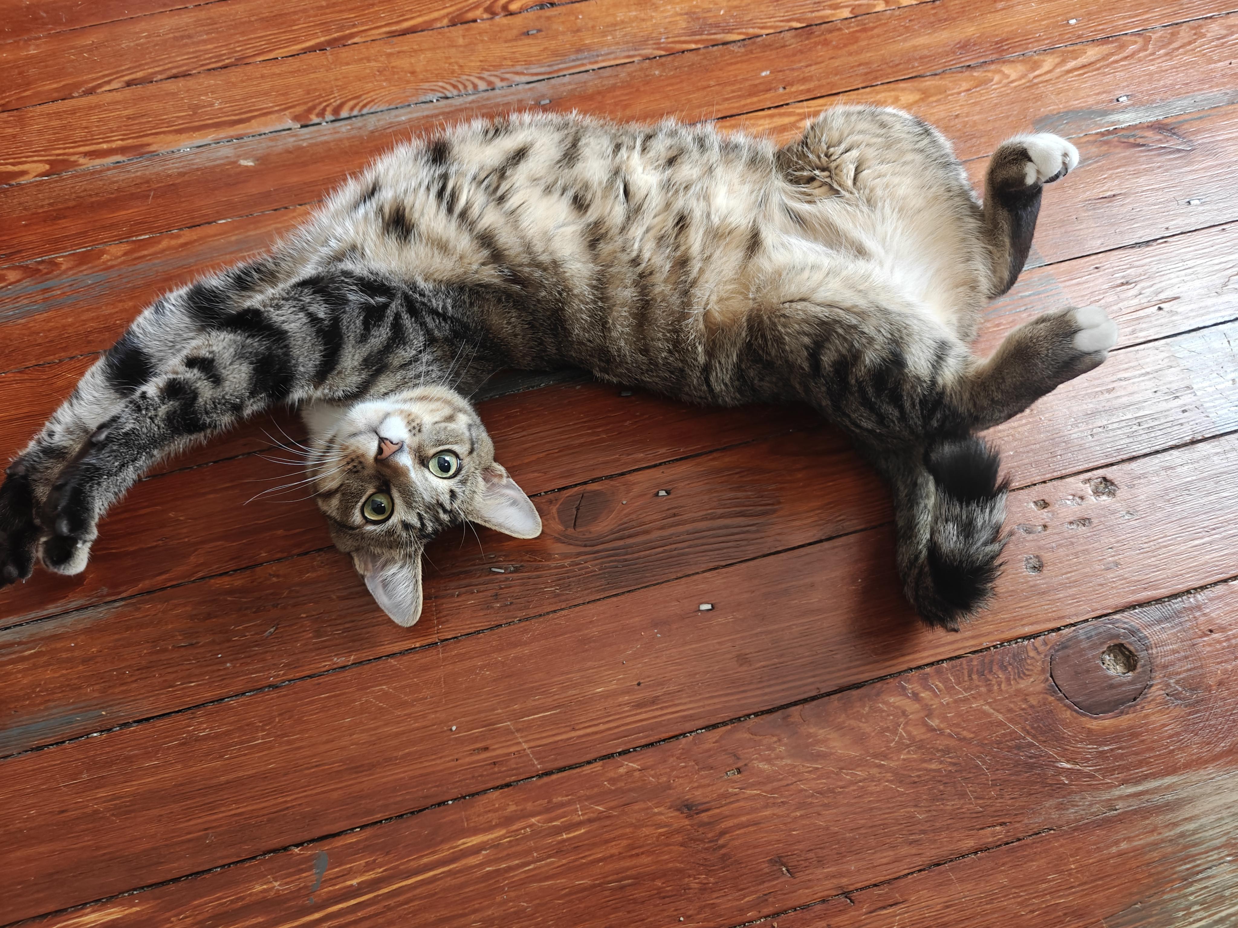 Kyle Schwarbpurr, a Adoptable mixed breed in Philadelphia, PA image 2/6