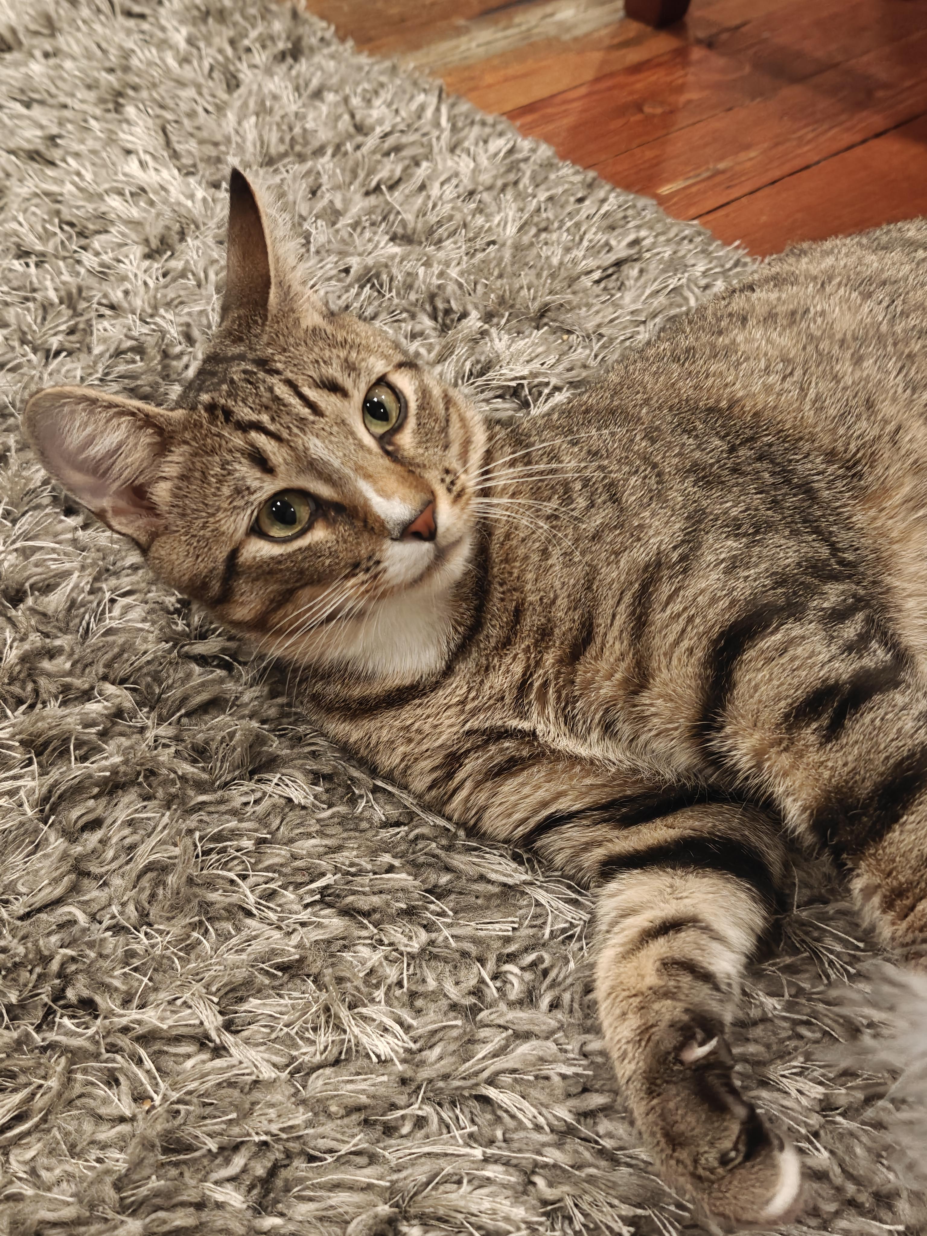 Kyle Schwarbpurr, a Adoptable mixed breed in Philadelphia, PA image 3/6