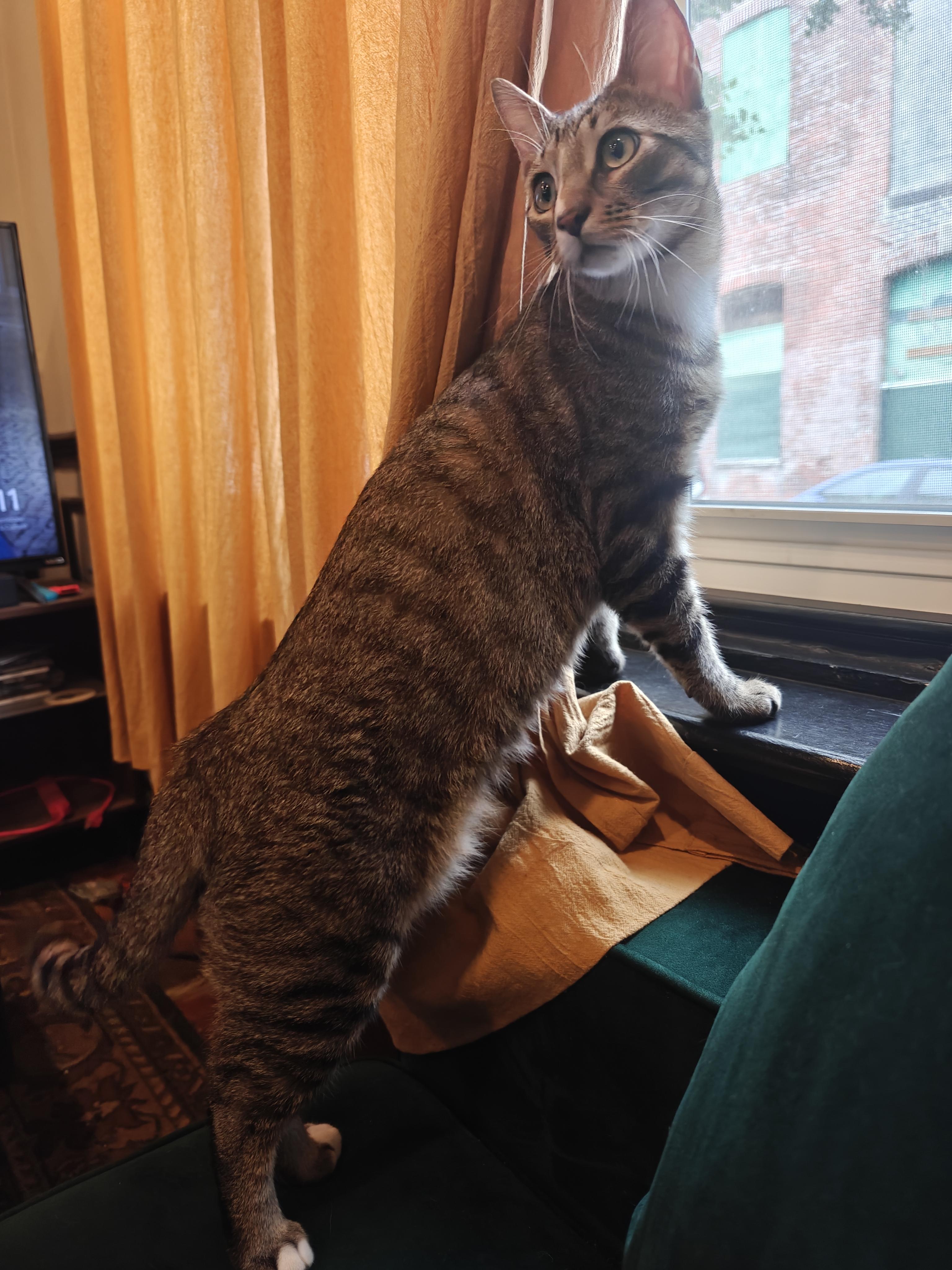 Kyle Schwarbpurr, a Adoptable mixed breed in Philadelphia, PA image 4/6