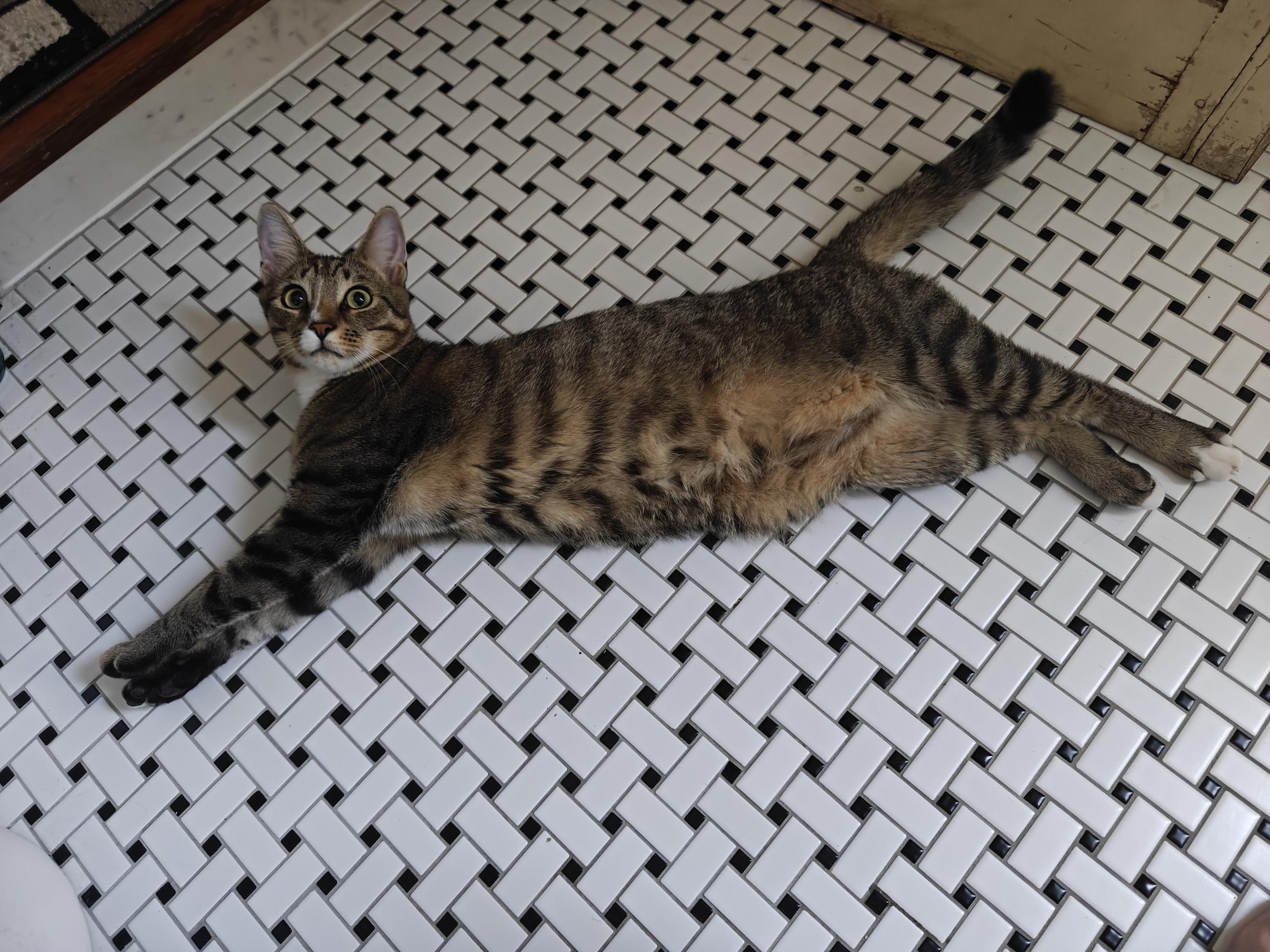 Kyle Schwarbpurr, a Adoptable mixed breed in Philadelphia, PA image 5/6