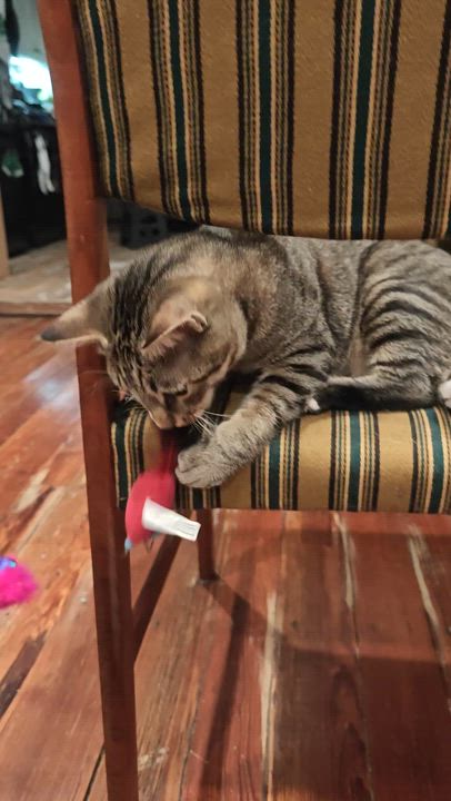 Enlarge Kyle Schwarbpurr, a Adoptable mixed breed in Philadelphia, PA video 6/6