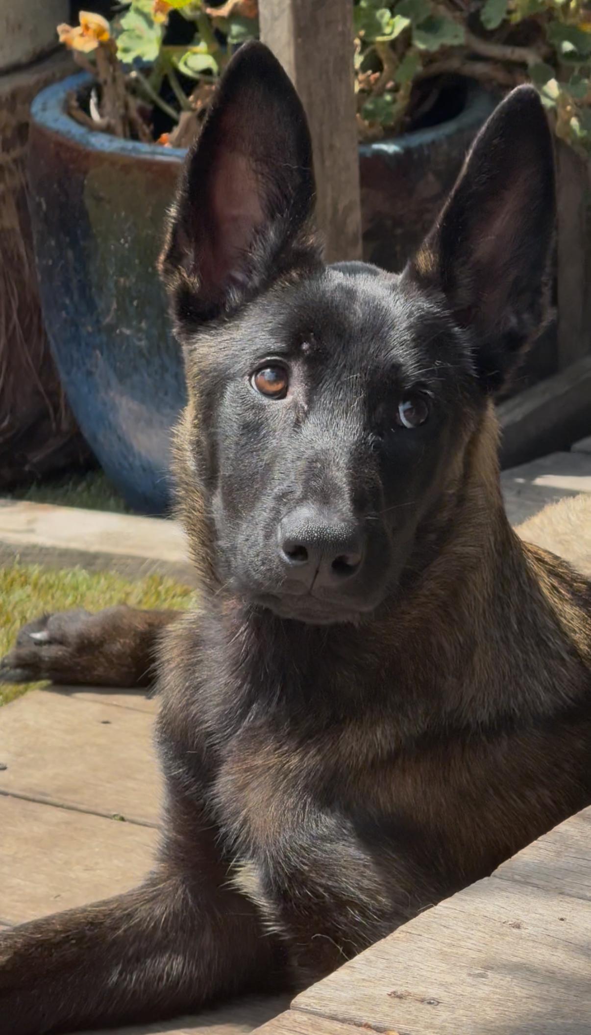 Ayasha, adopted, Young Female Belgian Shepherd / Malinois.