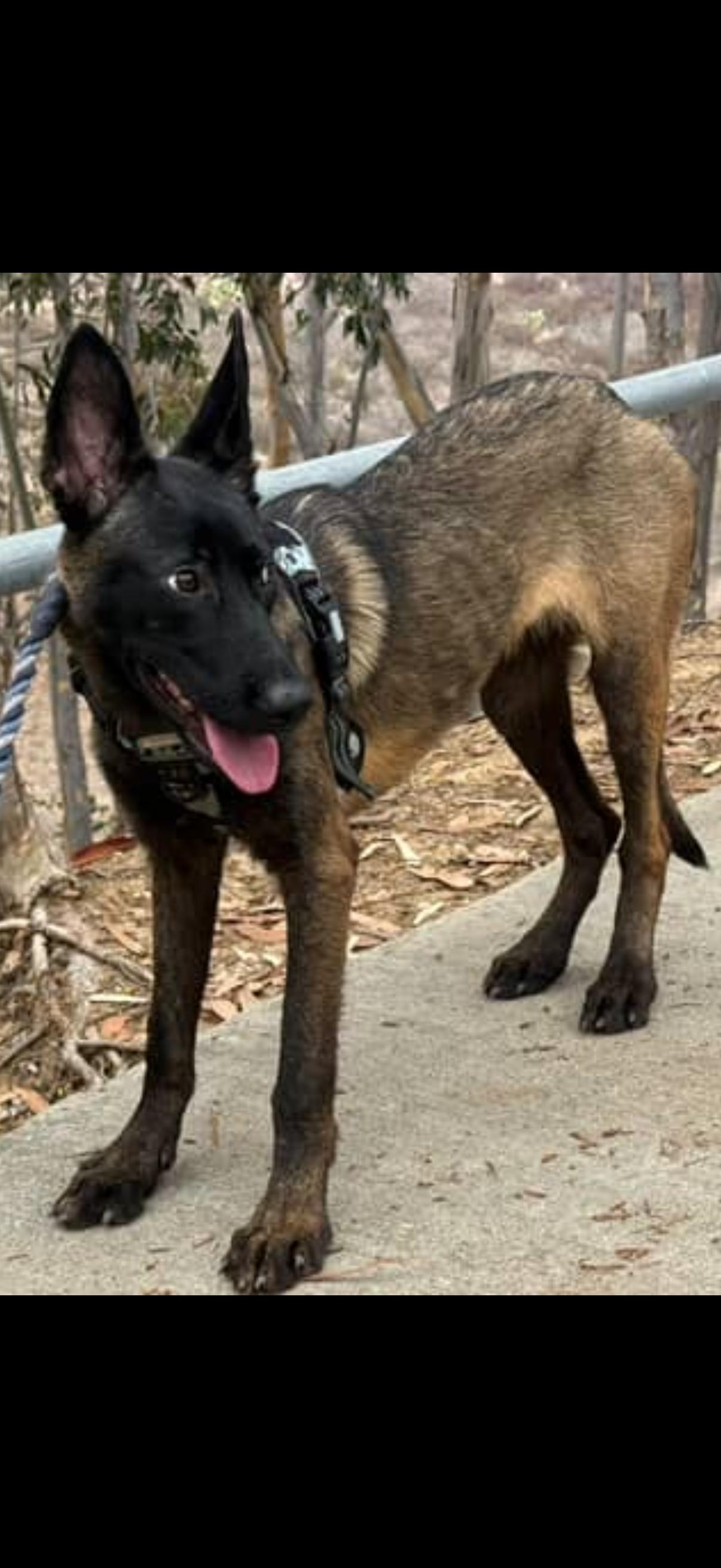 Enlarge Ayasha, a Adoptable Belgian Shepherd / Malinois in San Diego, CA image 4/4