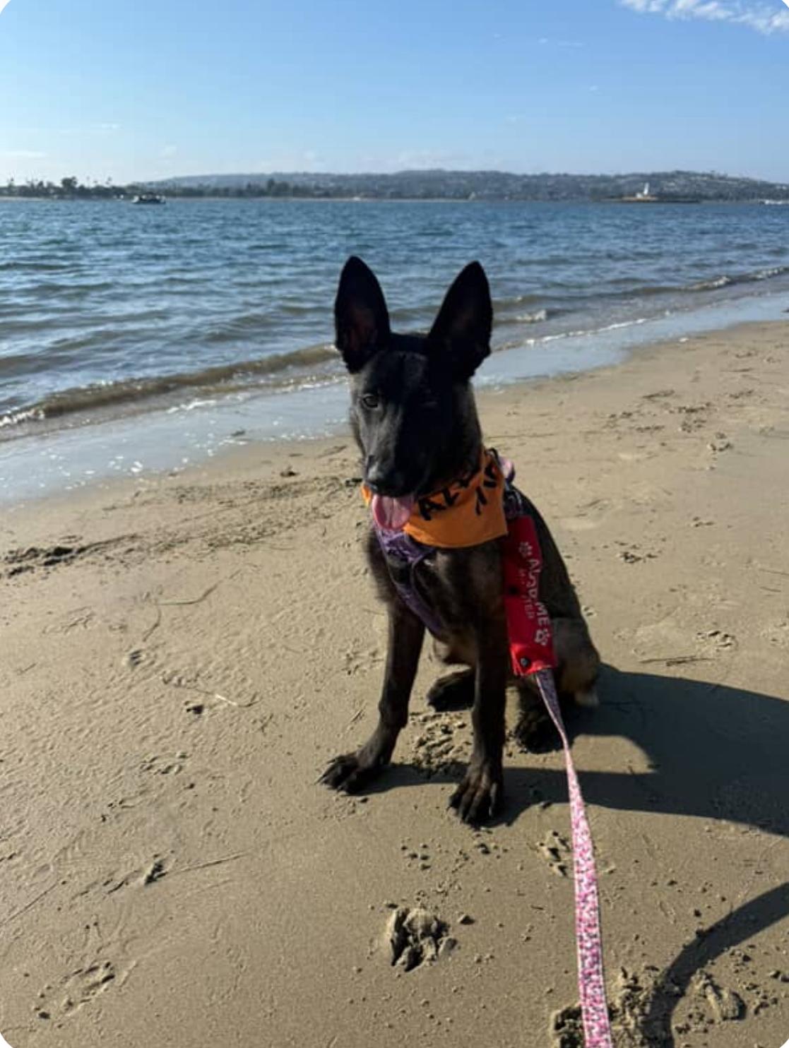 Ayasha, Adoptable, Young Female Belgian Shepherd / Malinois.