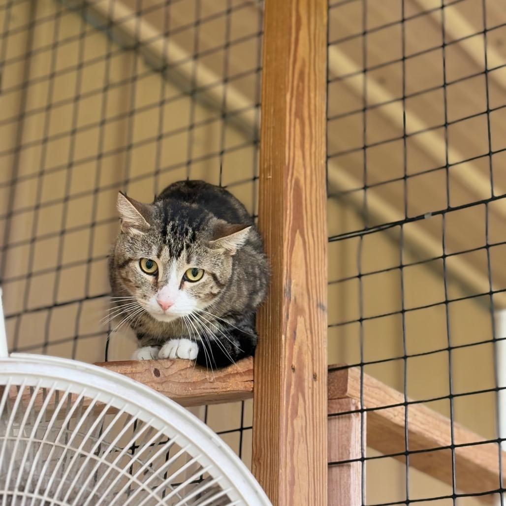Enlarge Greg- working cat, a Adoptable Domestic Short Hair in Birdsboro, PA image 1/3