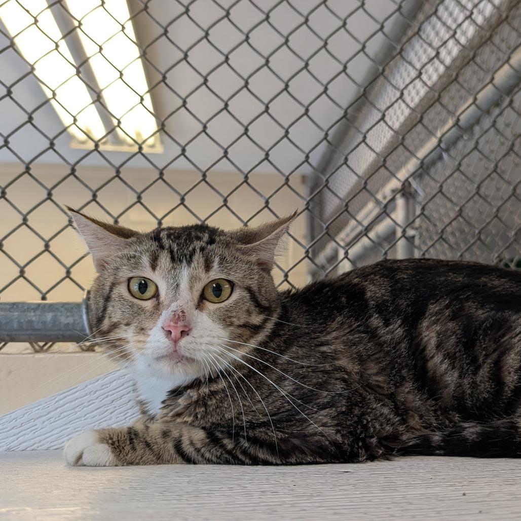 Enlarge Greg- working cat, a Adoptable Domestic Short Hair in Birdsboro, PA image 1/2