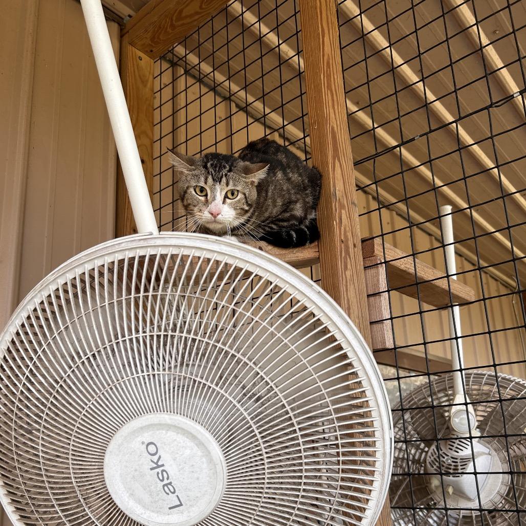 Enlarge Greg- working cat, a Adoptable Domestic Short Hair in Birdsboro, PA image 2/2