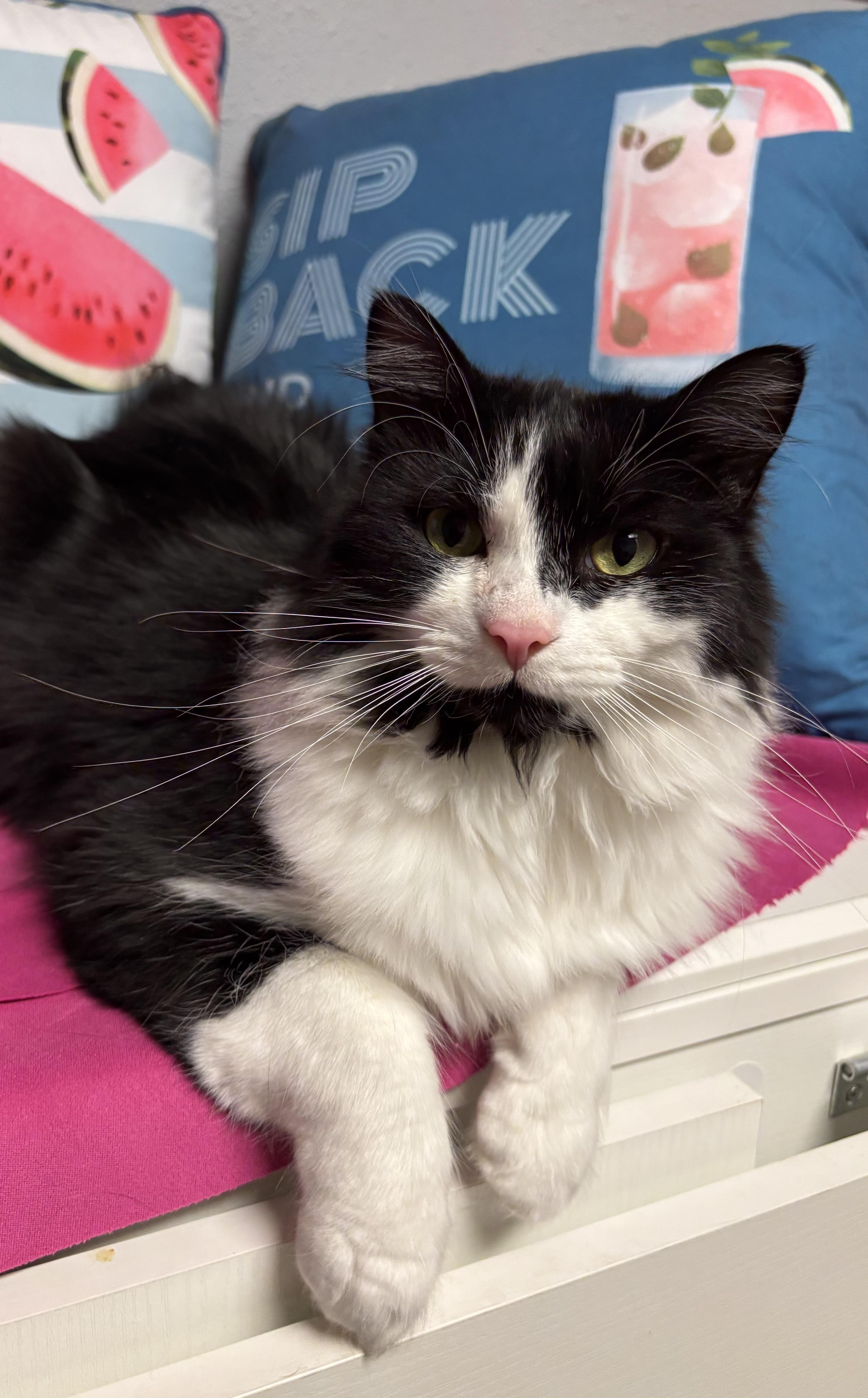 Speedy, a Adoptable Domestic Long Hair in Puyallup, WA image 1/6
