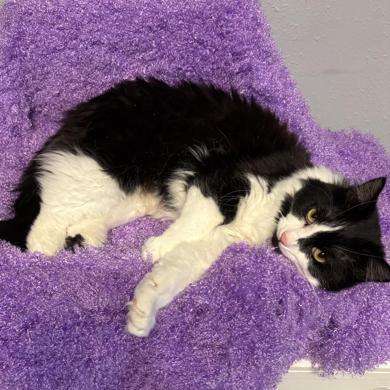 Enlarge Speedy, a Adoptable Domestic Long Hair in Puyallup, WA image 2/6