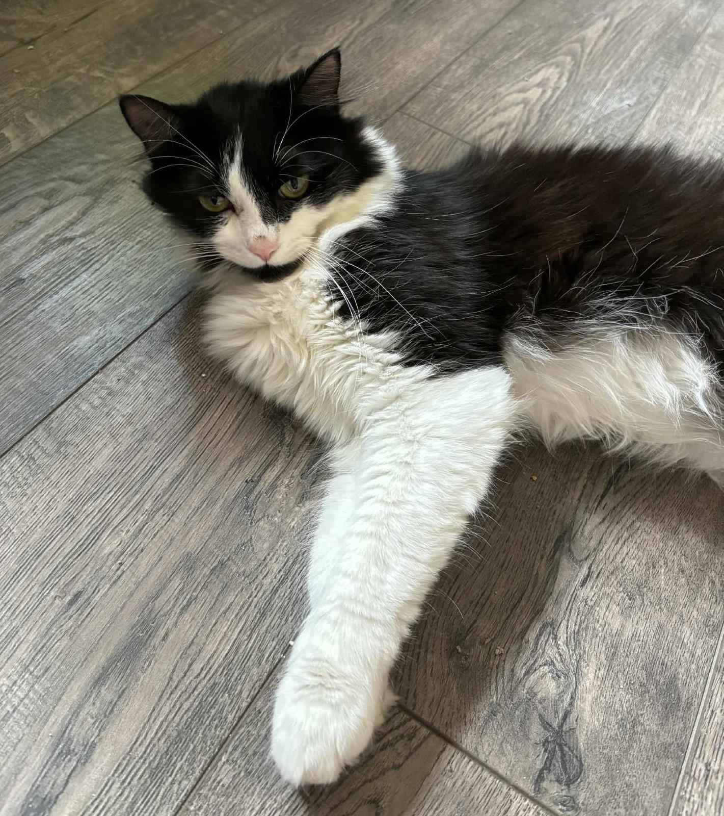 Enlarge Speedy, a Adoptable Domestic Long Hair in Puyallup, WA image 2/3