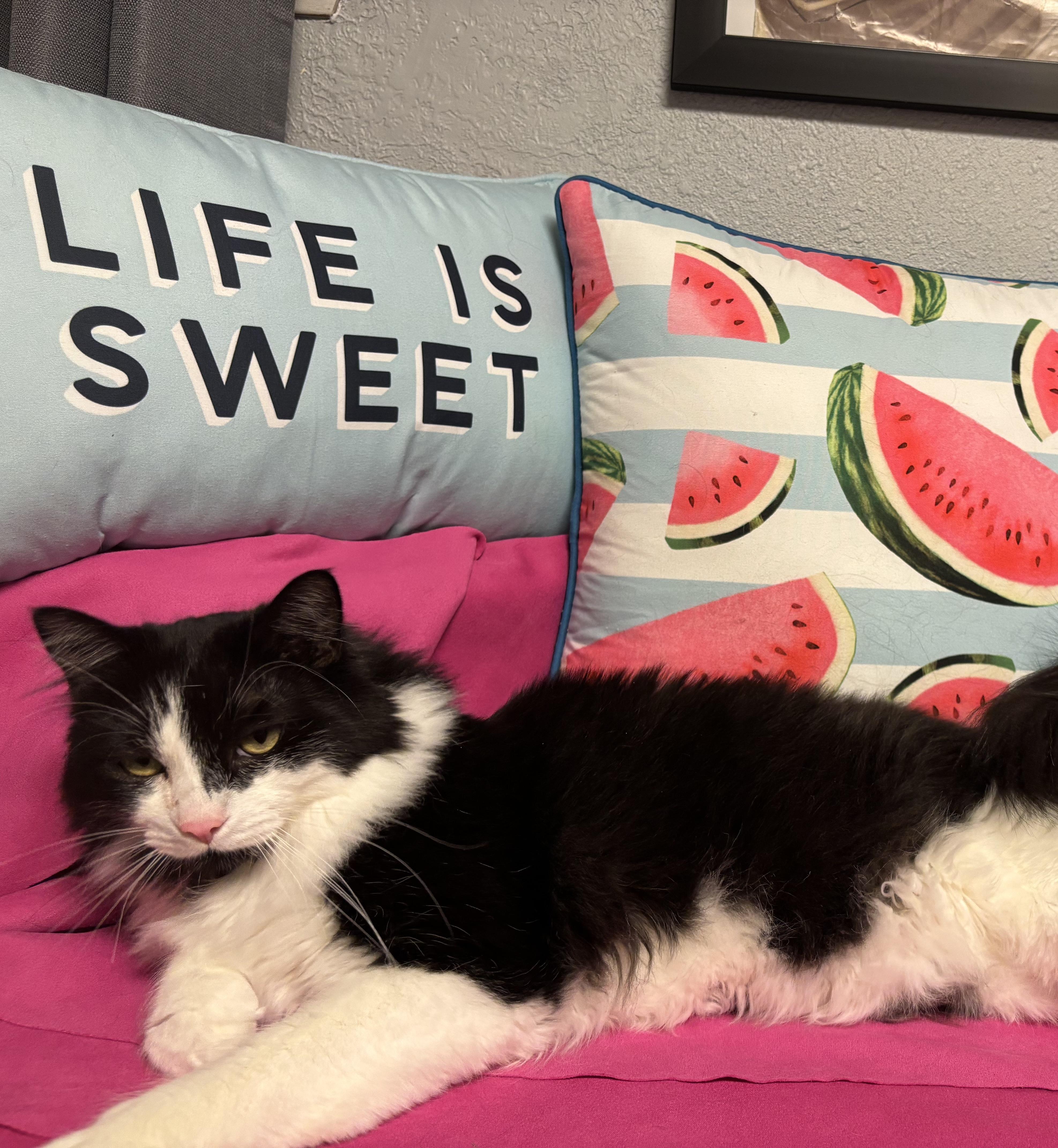 Speedy, a Adoptable Domestic Long Hair in Puyallup, WA image 3/6