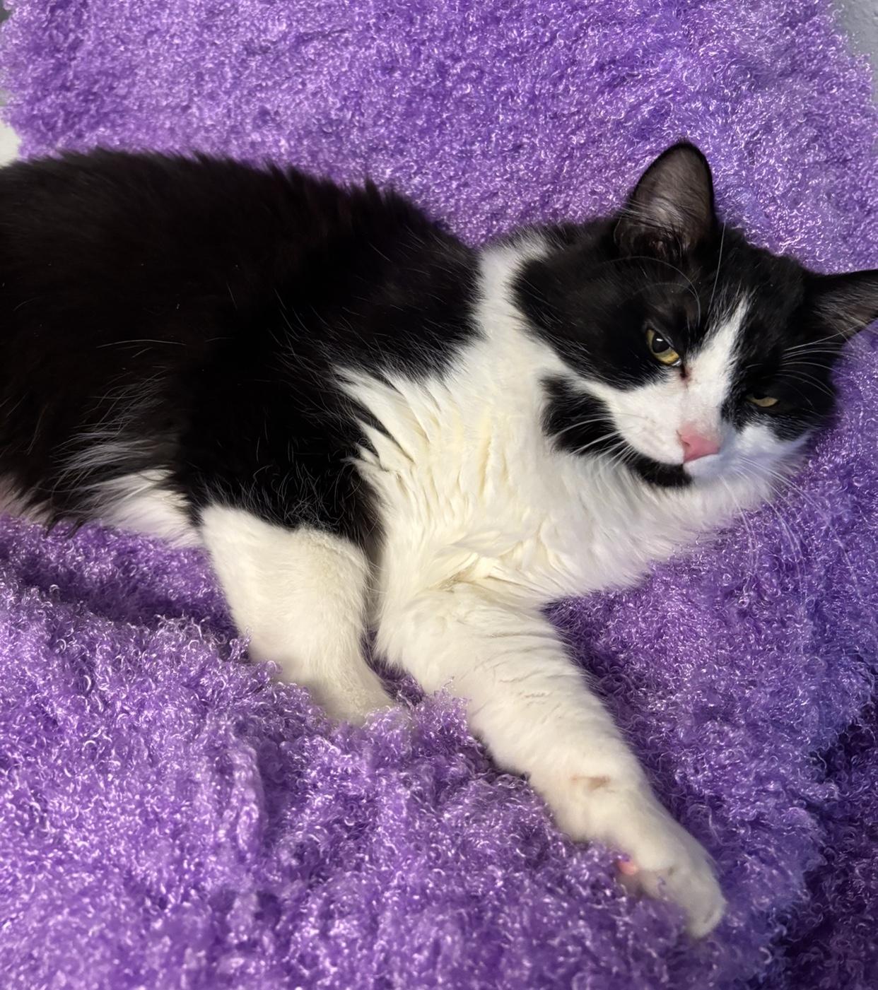 Enlarge Speedy, a Adoptable Domestic Long Hair in Puyallup, WA image 3/6