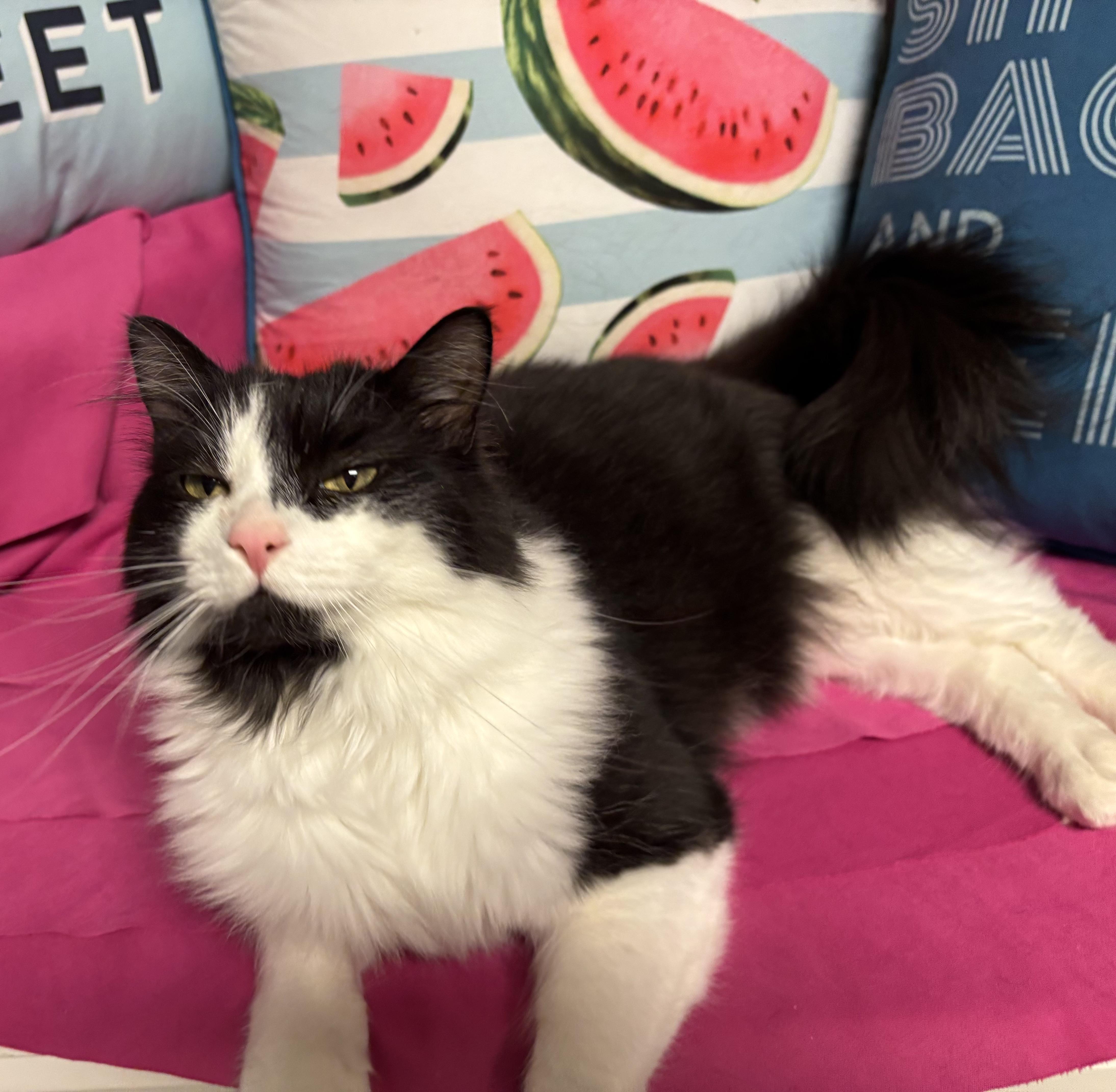 Speedy, a Adoptable Domestic Long Hair in Puyallup, WA image 2/6