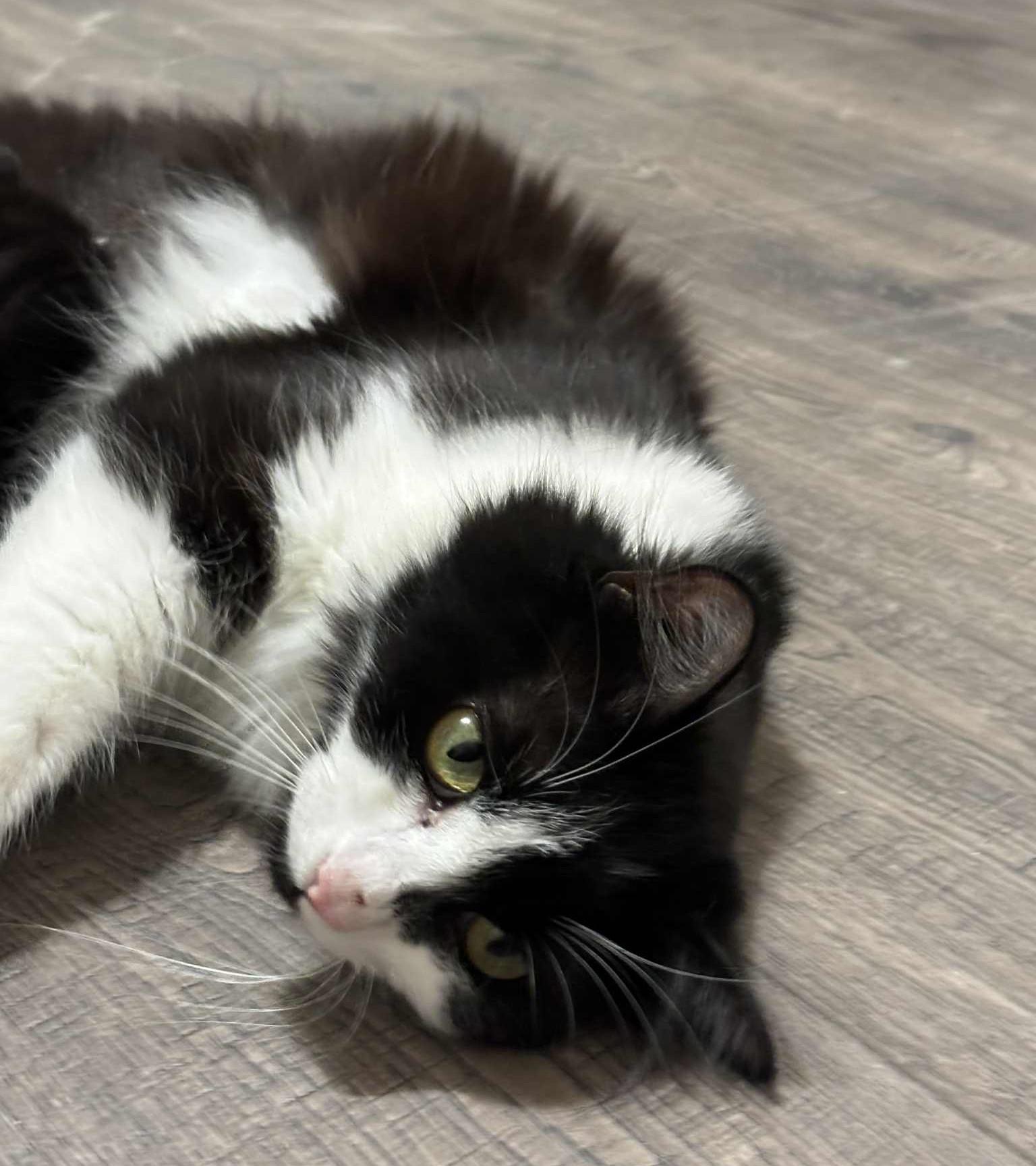 Enlarge Speedy, a Adoptable Domestic Long Hair in Puyallup, WA image 3/3