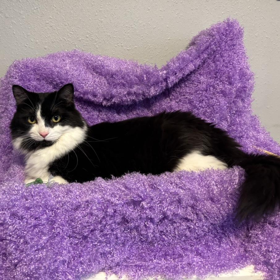 Speedy, Adoptable, Adult Female Domestic Long Hair.