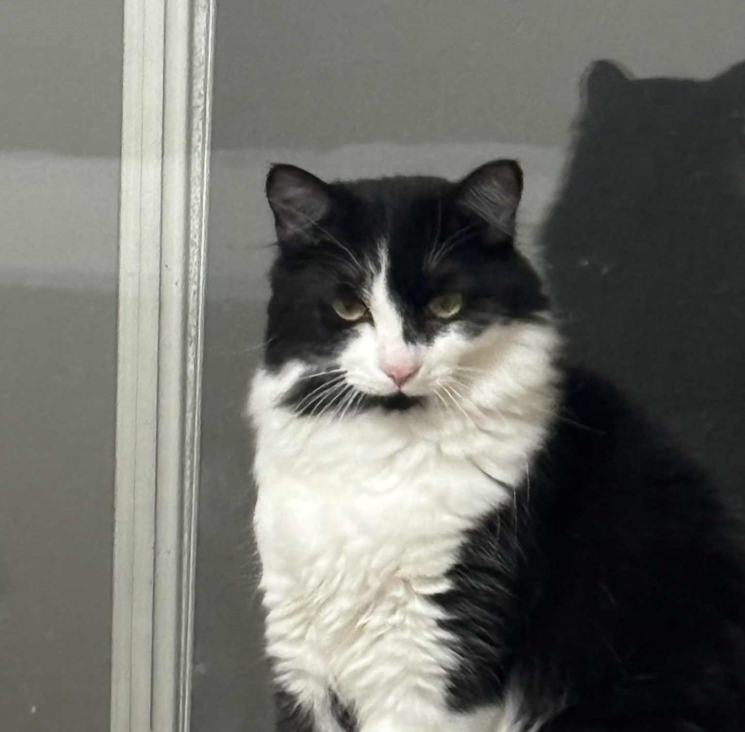 Enlarge Speedy, a Adoptable Domestic Long Hair in Puyallup, WA image 1/3