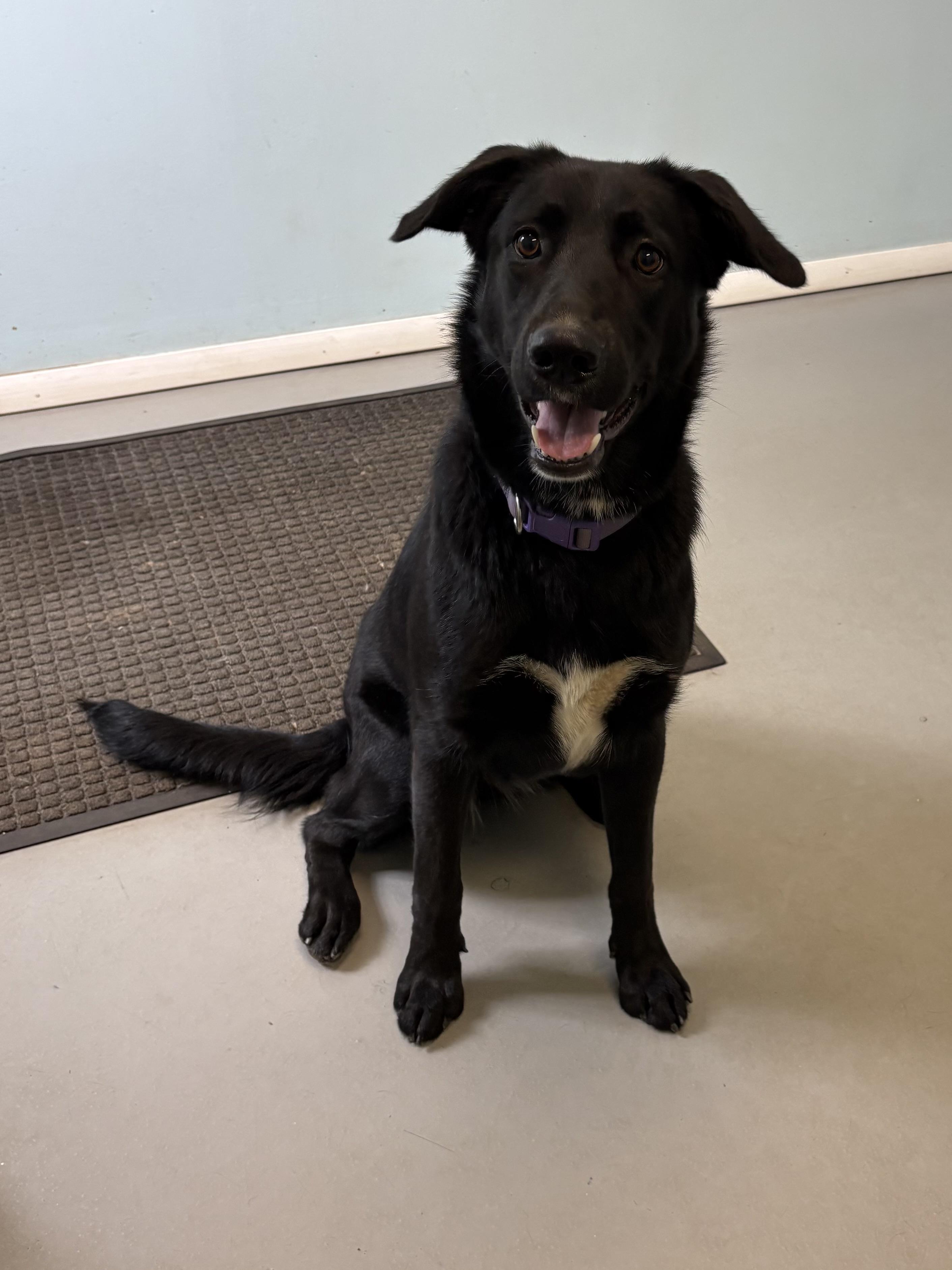 Tess, a ADOPTABLE Mixed Breed in Big Rapids, MI image 2/3
