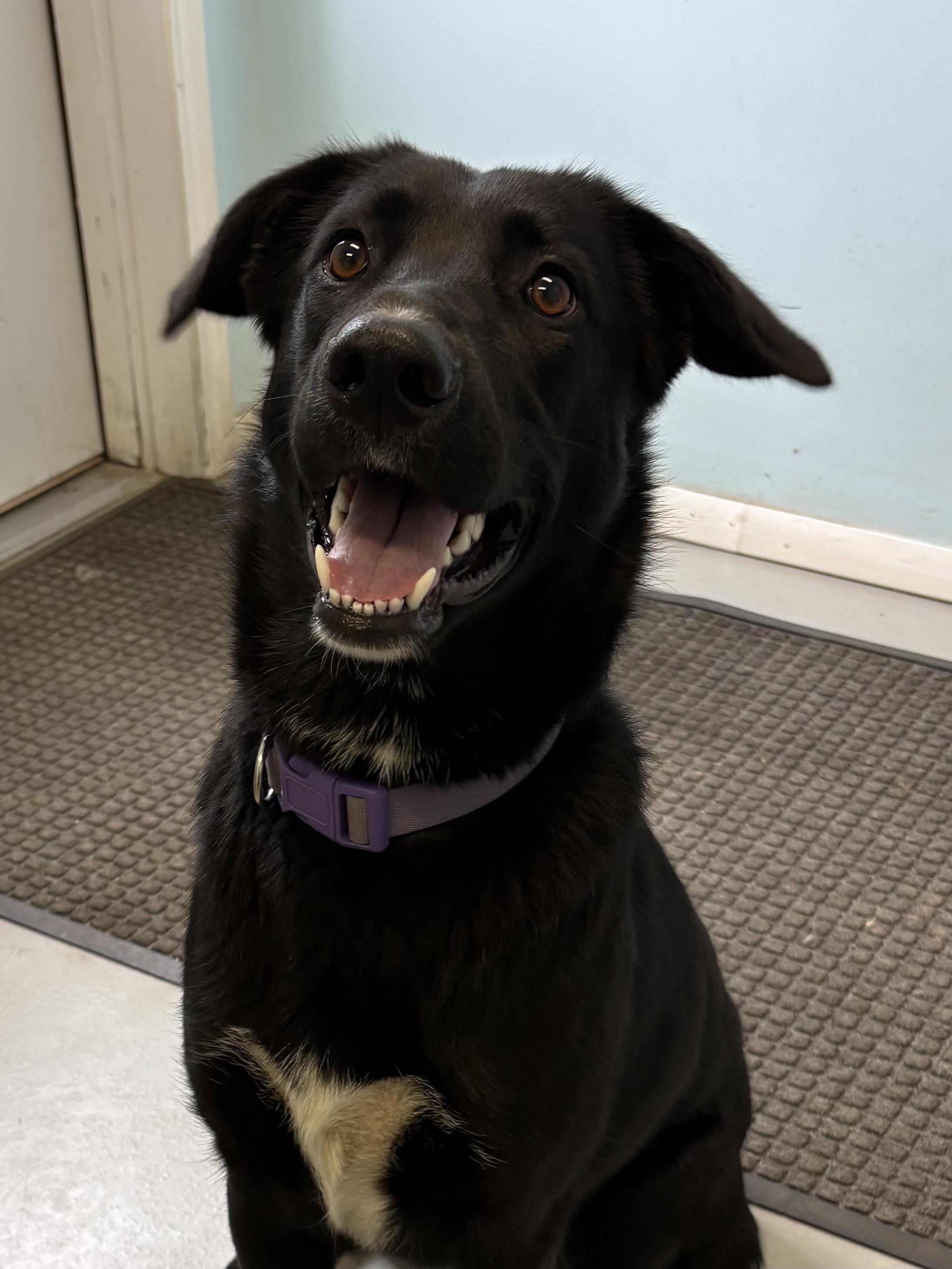 Tess, a ADOPTABLE Mixed Breed in Big Rapids, MI image 1/3