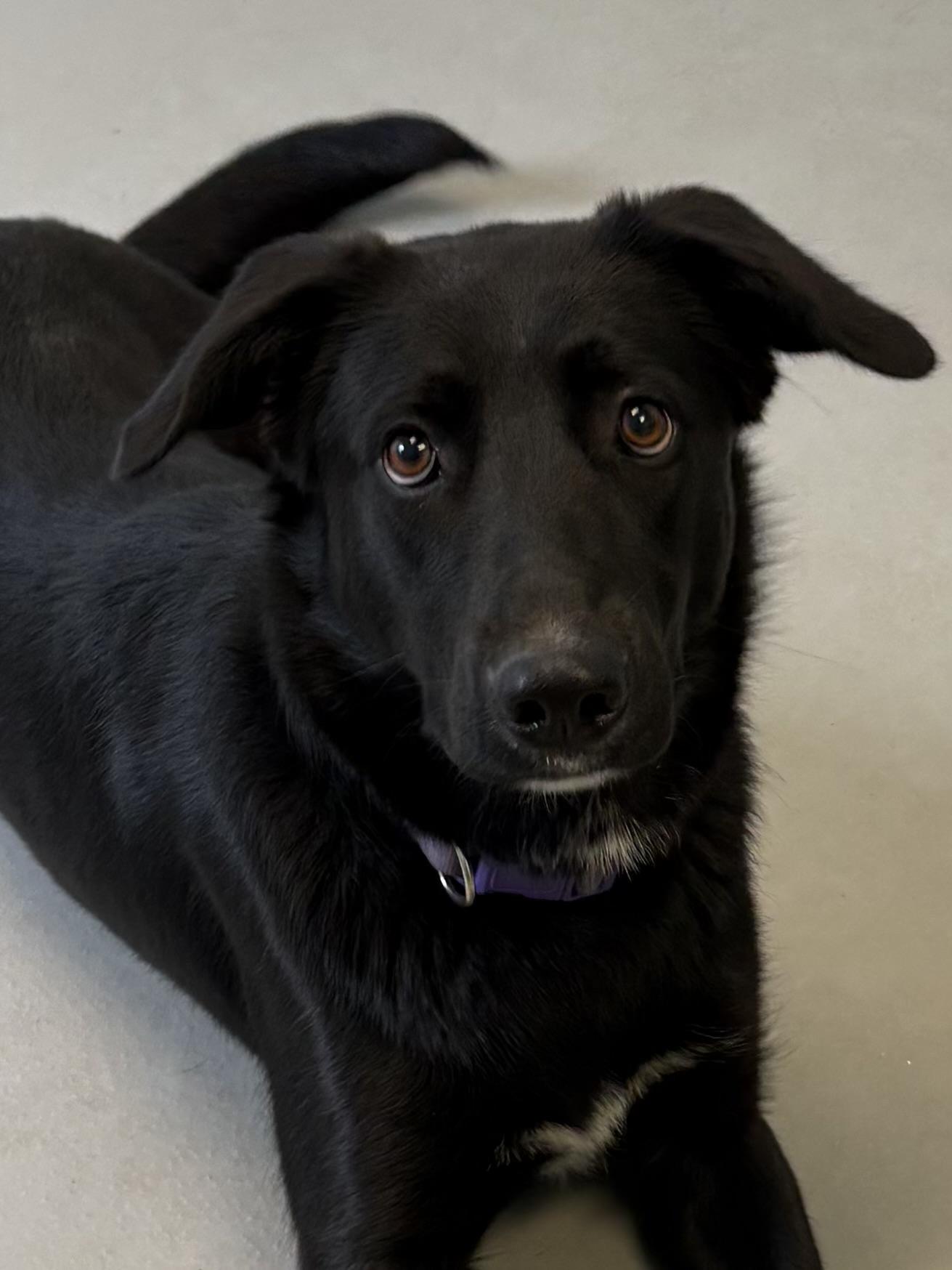 Tess, a ADOPTABLE Mixed Breed in Big Rapids, MI image 3/3