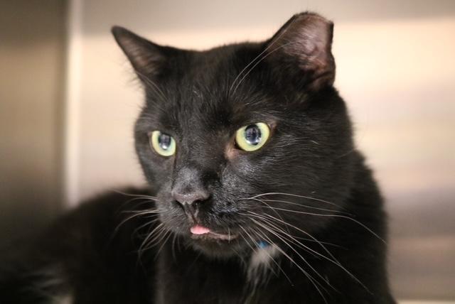 Midnight, Adult Male unknown