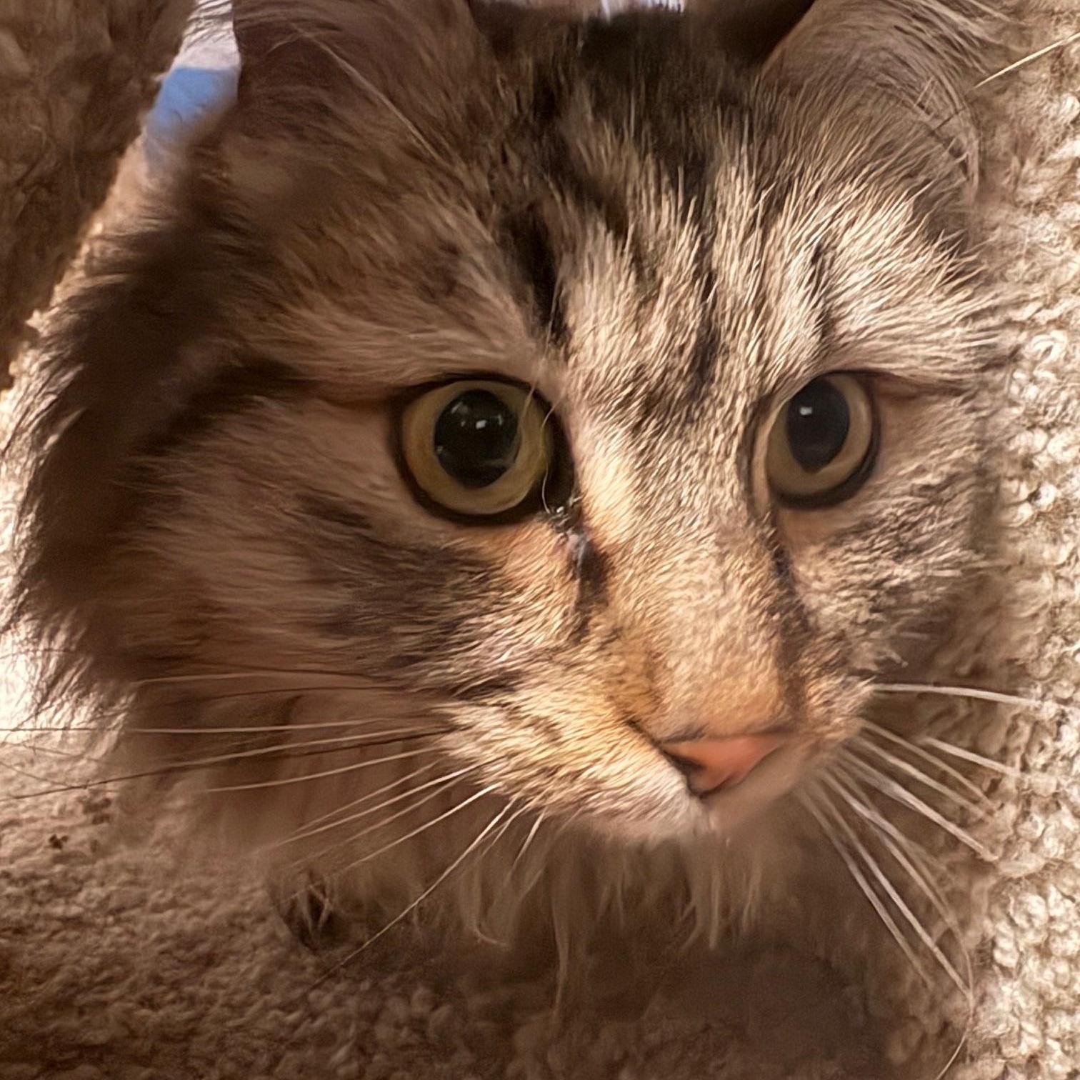 Koko, a Adoptable Domestic Long Hair in Carson City, NV image 1/2