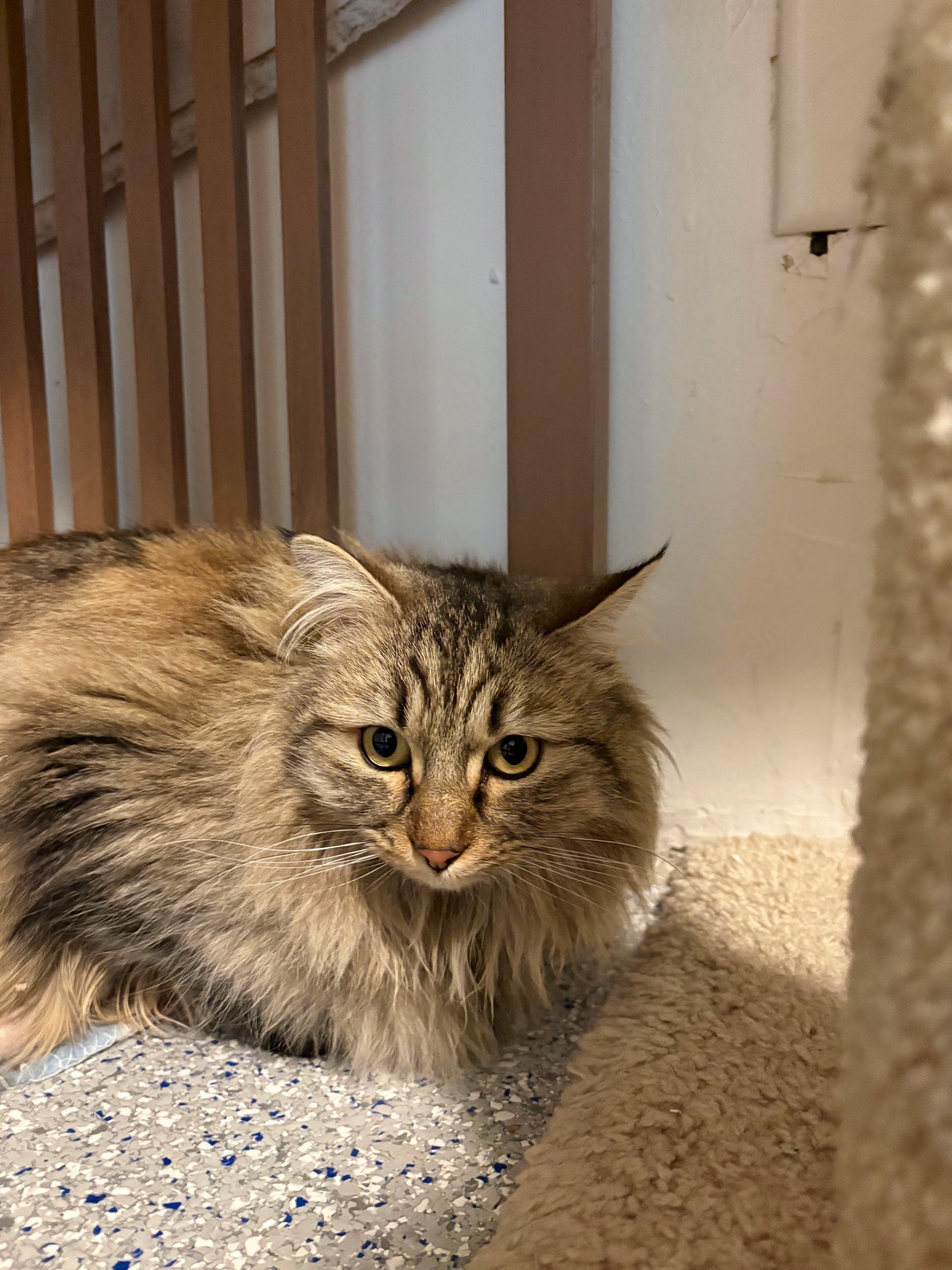 Koko, a Adoptable Domestic Long Hair in Carson City, NV image 2/2