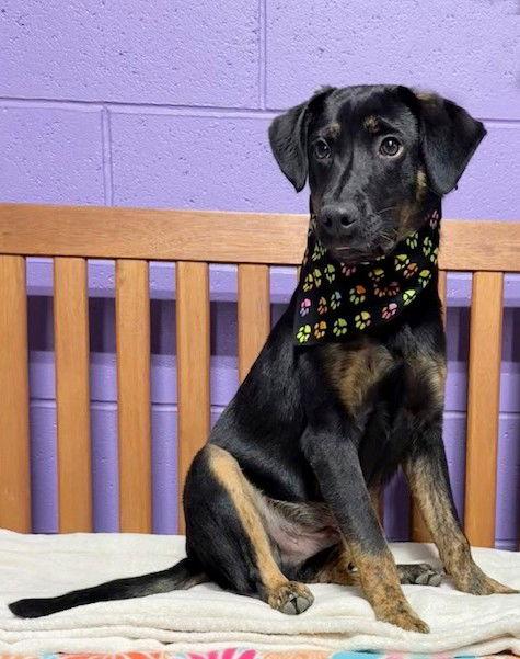 **AJAX**, Adoptable, Young Male Shepherd & Australian Cattle Dog / Blue Heeler.