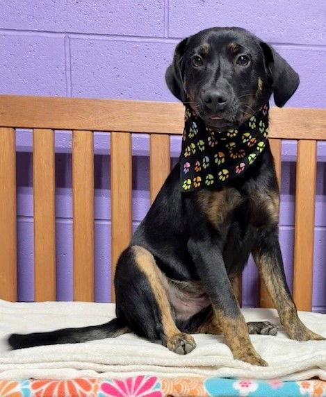 **AJAX**, a Adoptable mixed breed in North Prairie, WI image 2/3