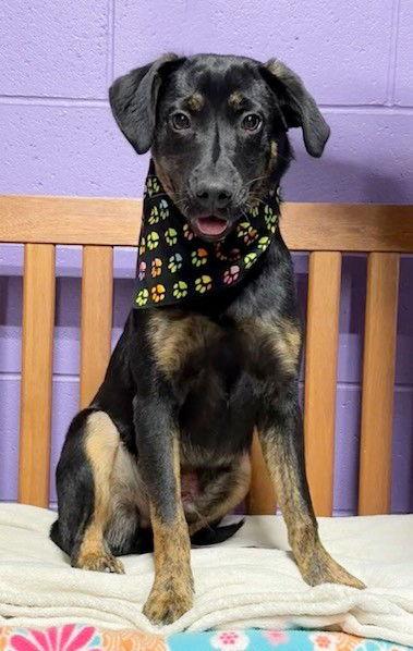 **AJAX**, a Adoptable mixed breed in North Prairie, WI image 3/3