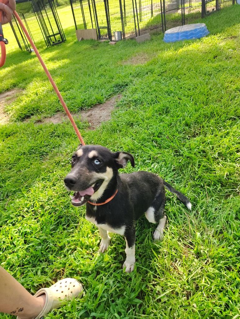 Enlarge Jade, a Adoptable mixed breed in Center, TX image 1/1
