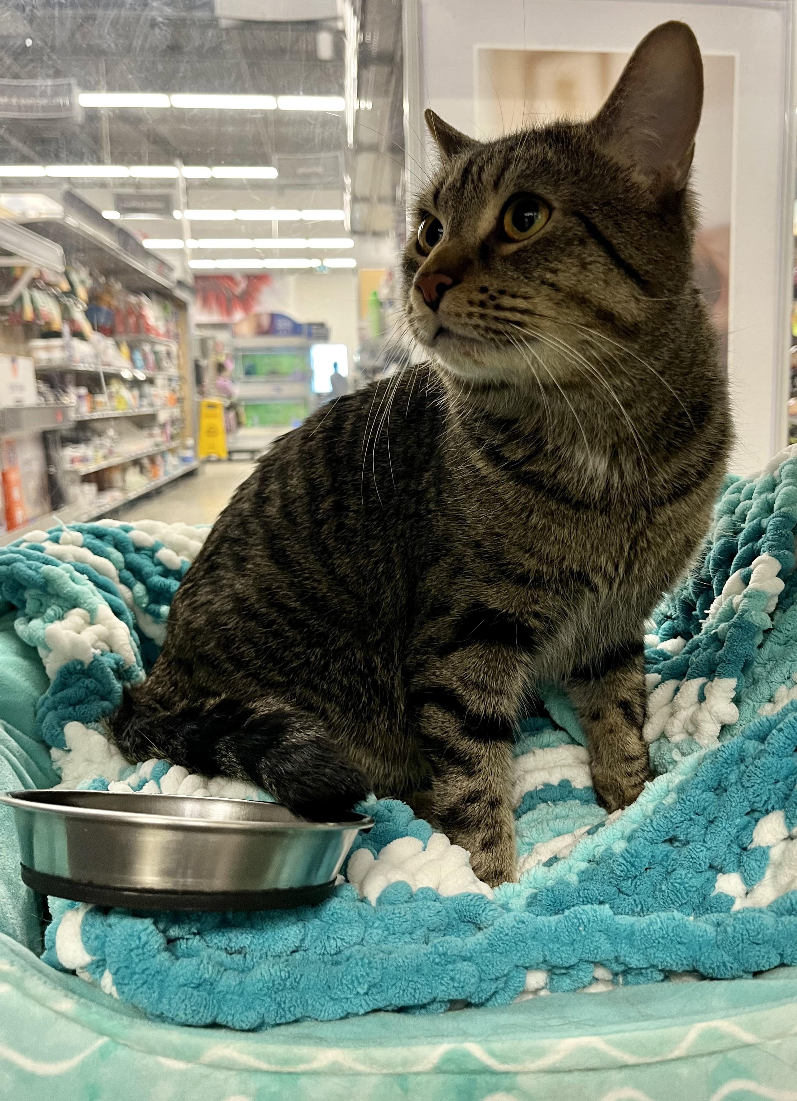 Enlarge Charlie, a Adoptable Domestic Short Hair in Pickering, ON image 2/3