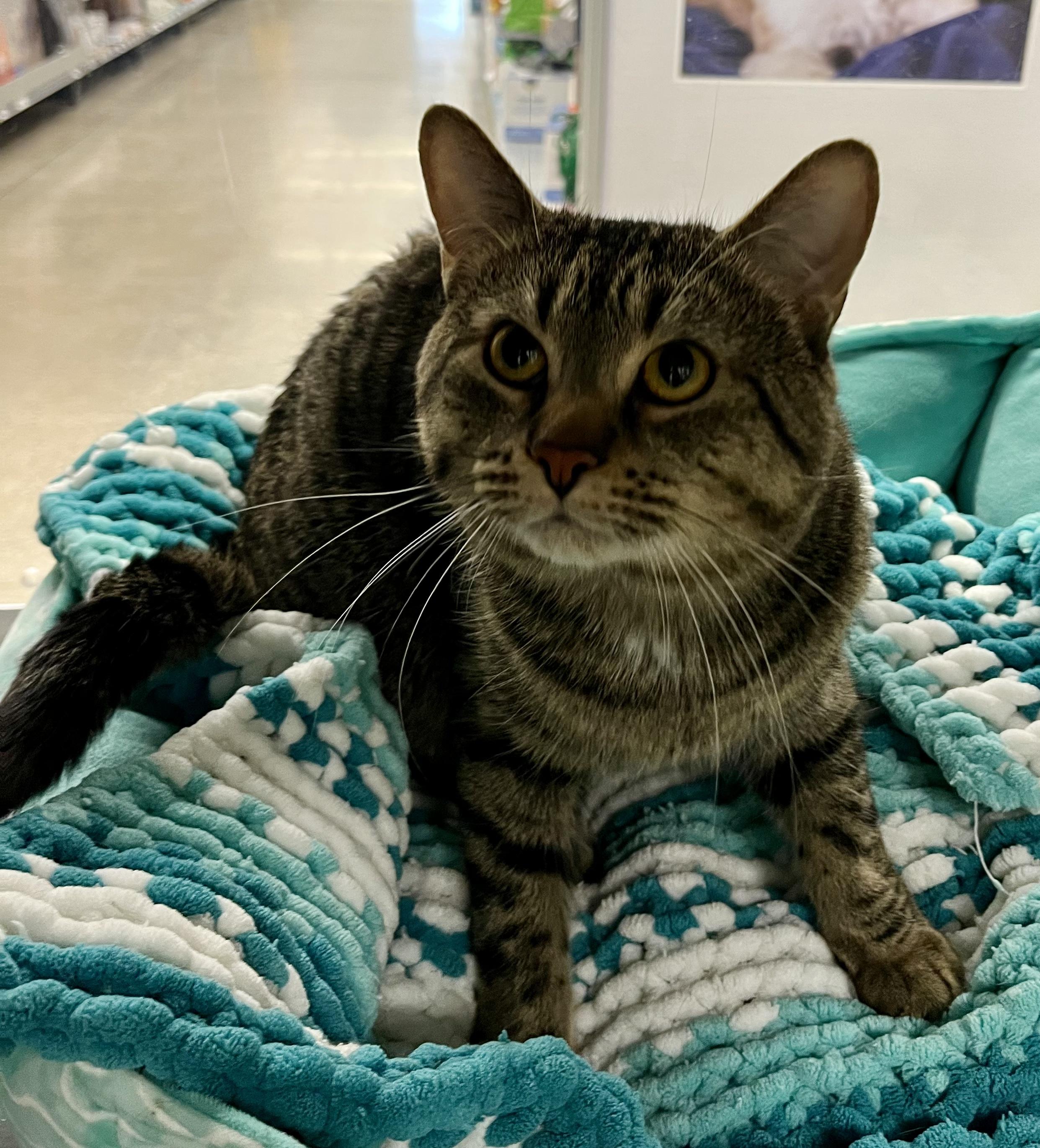 Enlarge Charlie, a Adoptable Domestic Short Hair in Pickering, ON image 1/3