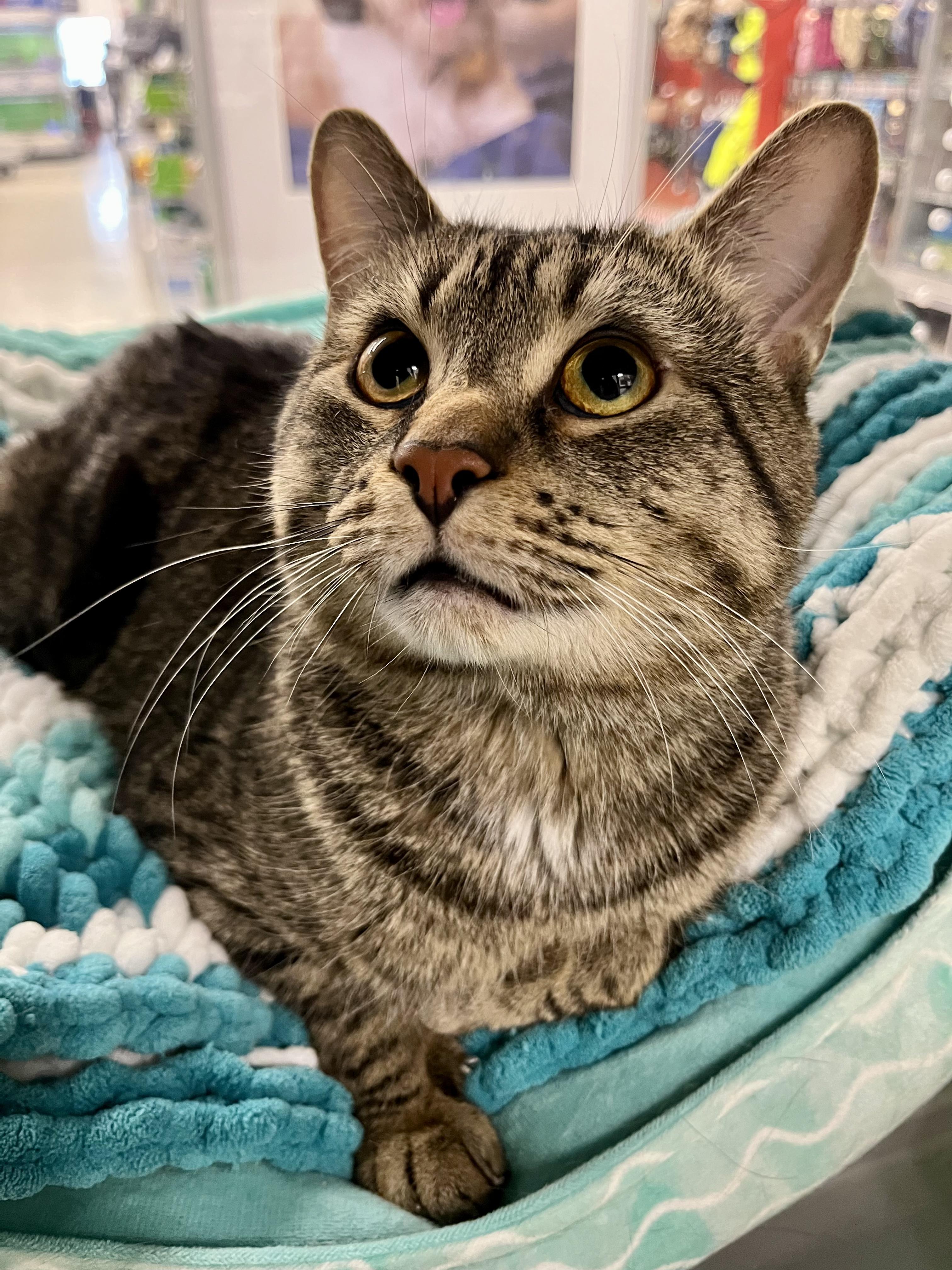 Enlarge Charlie, a Adoptable Domestic Short Hair in Pickering, ON image 3/3