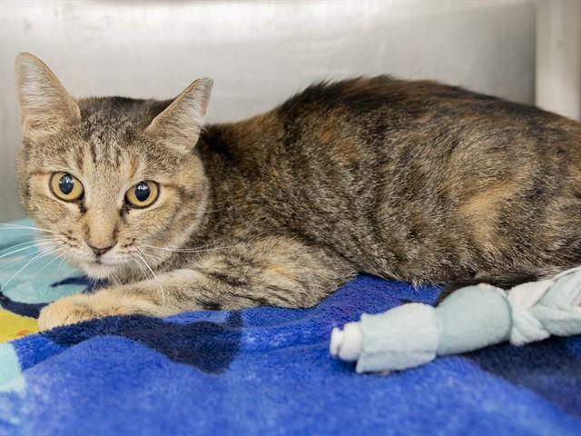 Enlarge KOSMO, a Adoptable Domestic Short Hair in Phoenix, AZ image 1/1